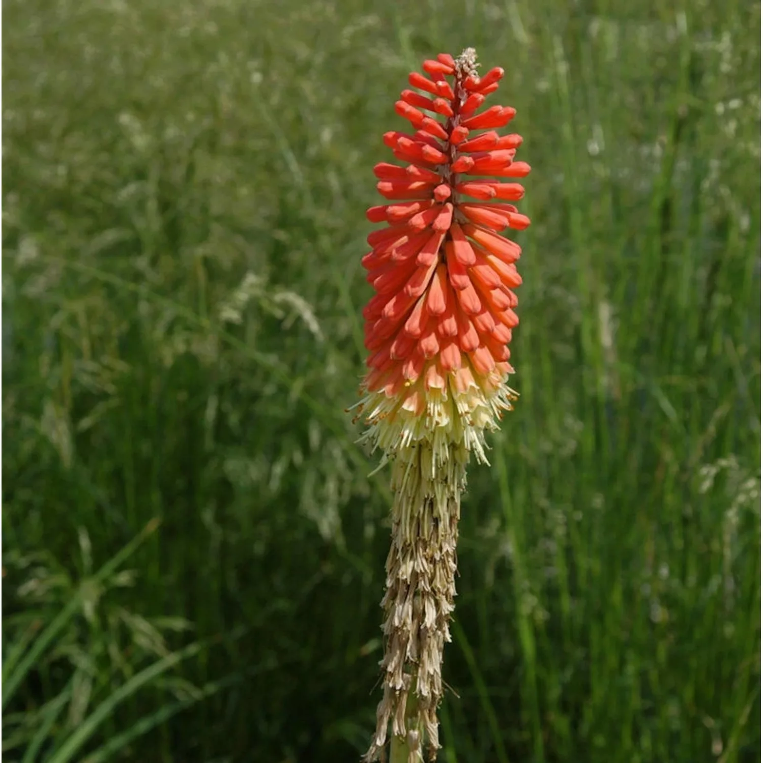 Fackellilie Express - Kniphofia uvaria günstig online kaufen