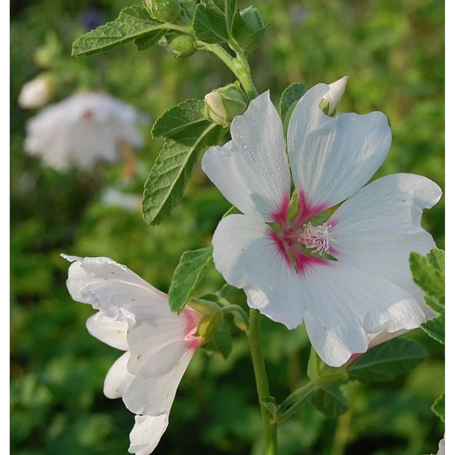 Buschmalve Blushing Bride - Lavatera Olbia günstig online kaufen