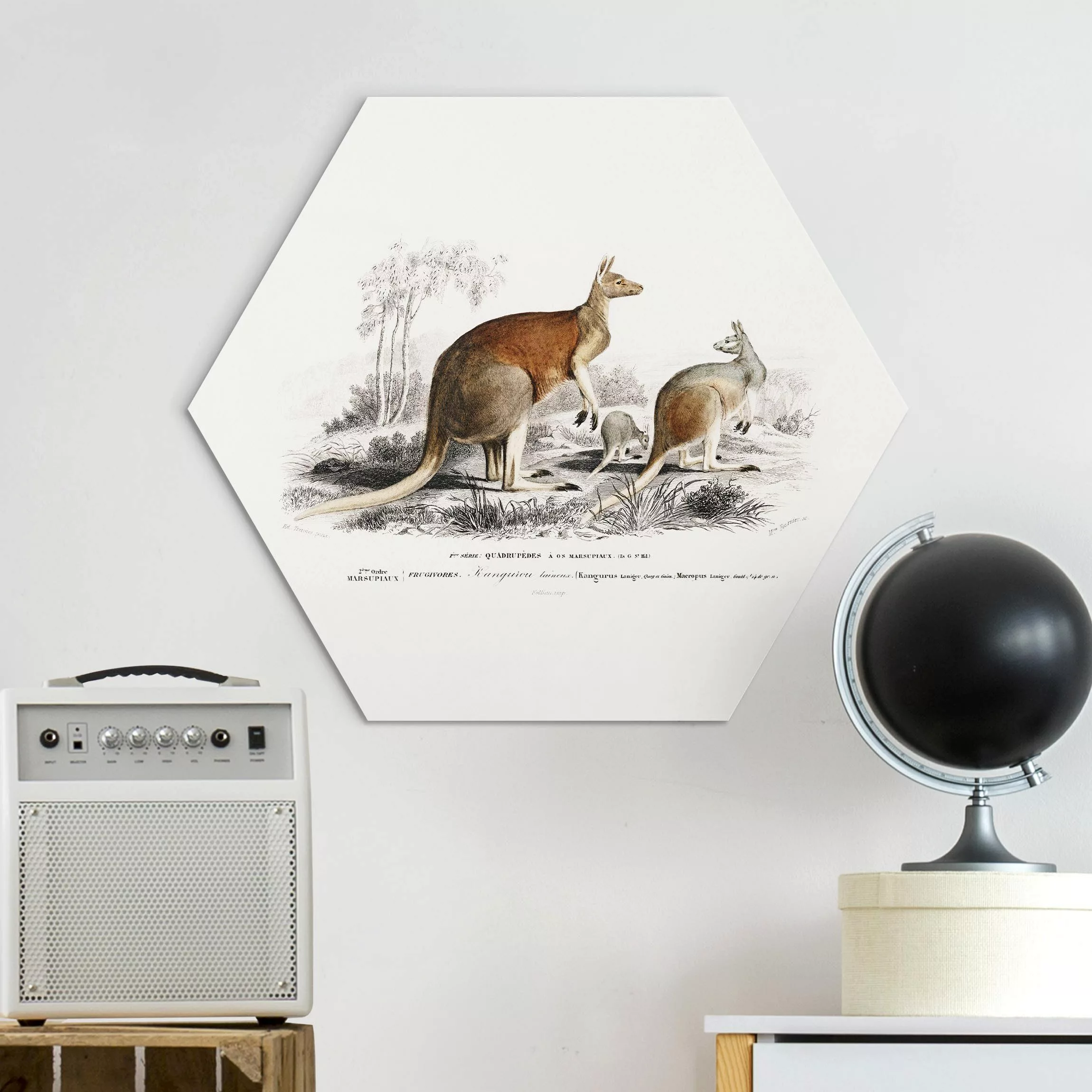 Hexagon-Alu-Dibond Bild Vintage Lehrtafel Känguruh günstig online kaufen