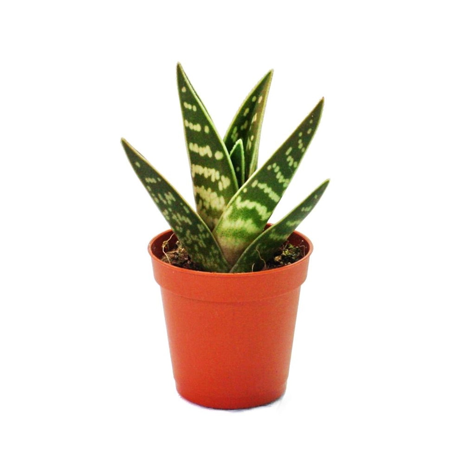 Exotenherz Aloe Variegata Tiger-Aloe Kleine Pflanze im 5,5cm Topf günstig online kaufen