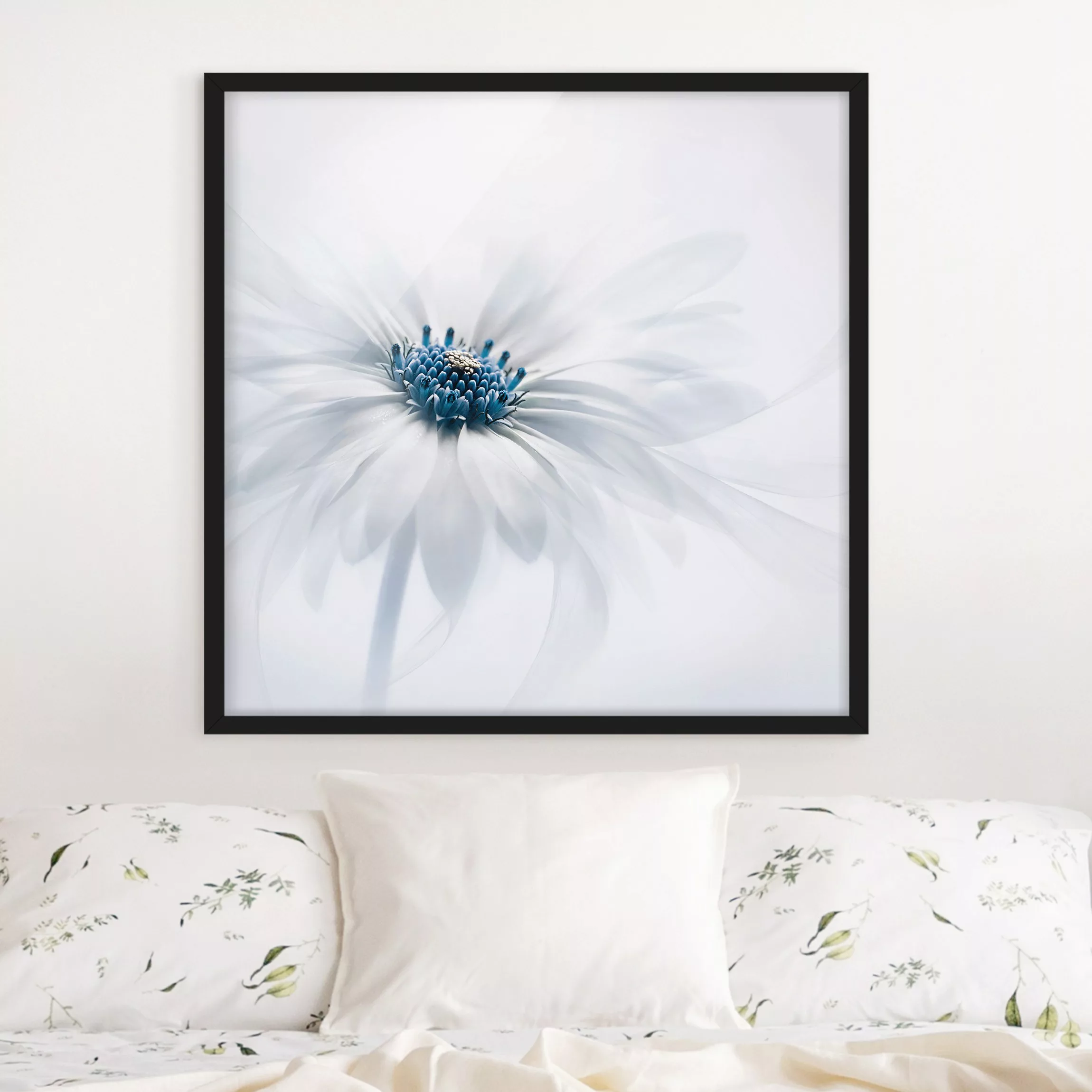 Bild mit Rahmen Blumen - Quadrat Gänseblümchen in Blau günstig online kaufen