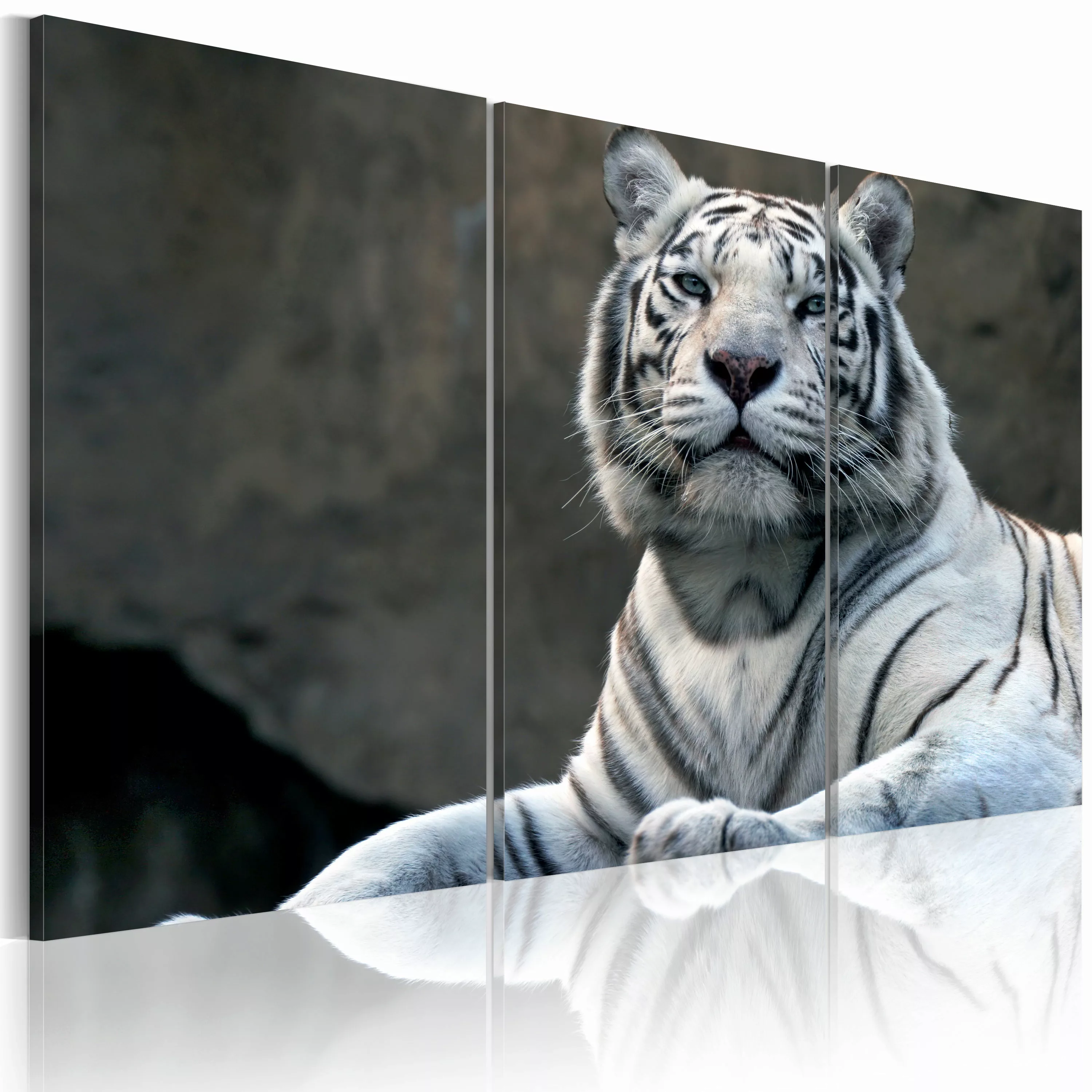 Wandbild - Stolzer Tiger günstig online kaufen