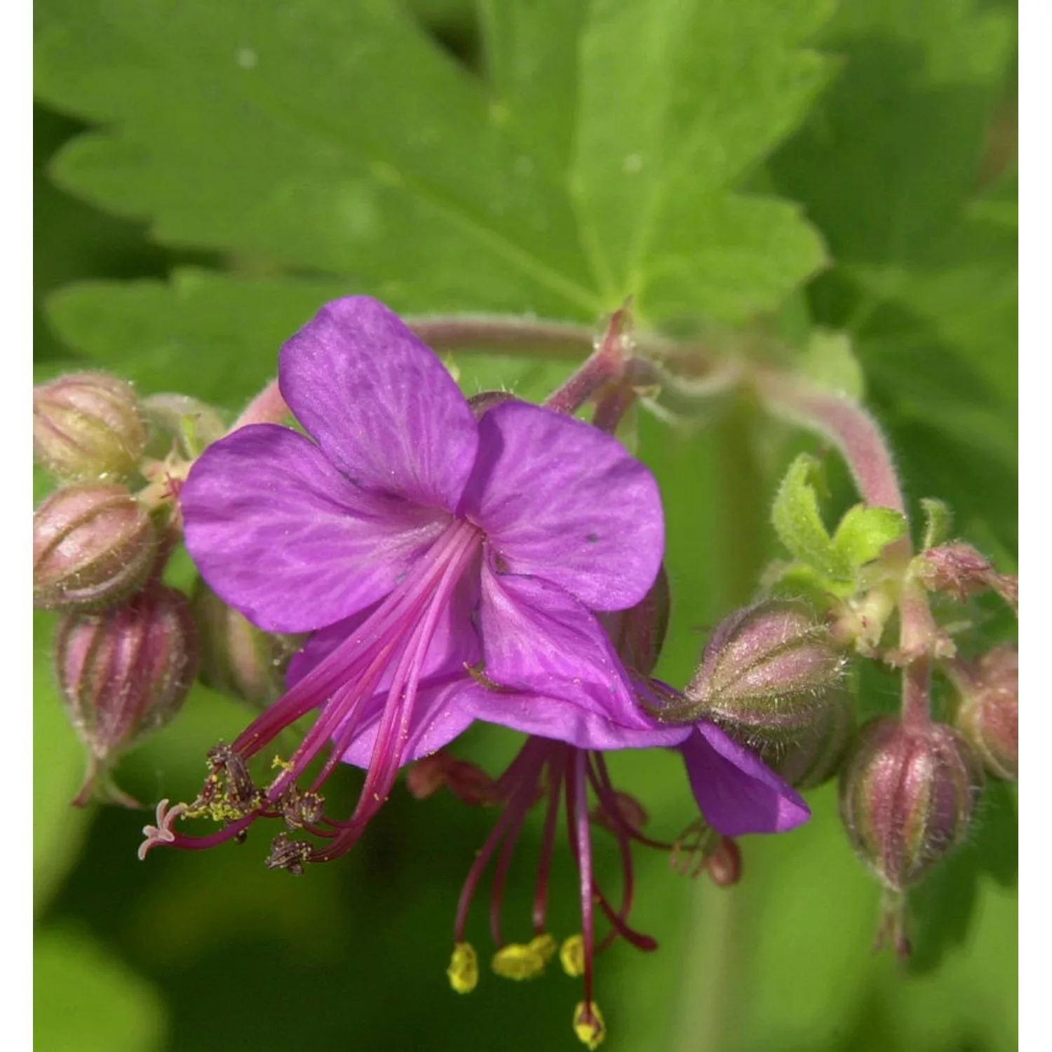 Balkanstorchschnabel - Geranium macrorrhizum günstig online kaufen