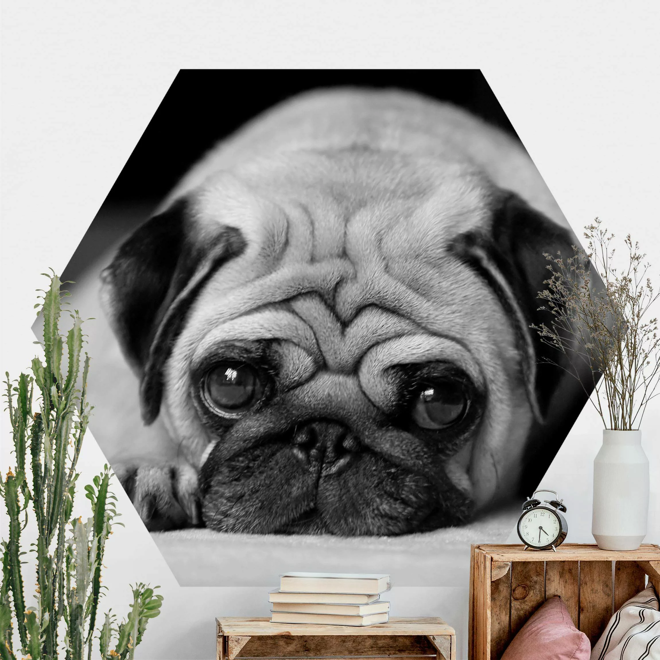 Hexagon Fototapete selbstklebend Pug Loves You II günstig online kaufen