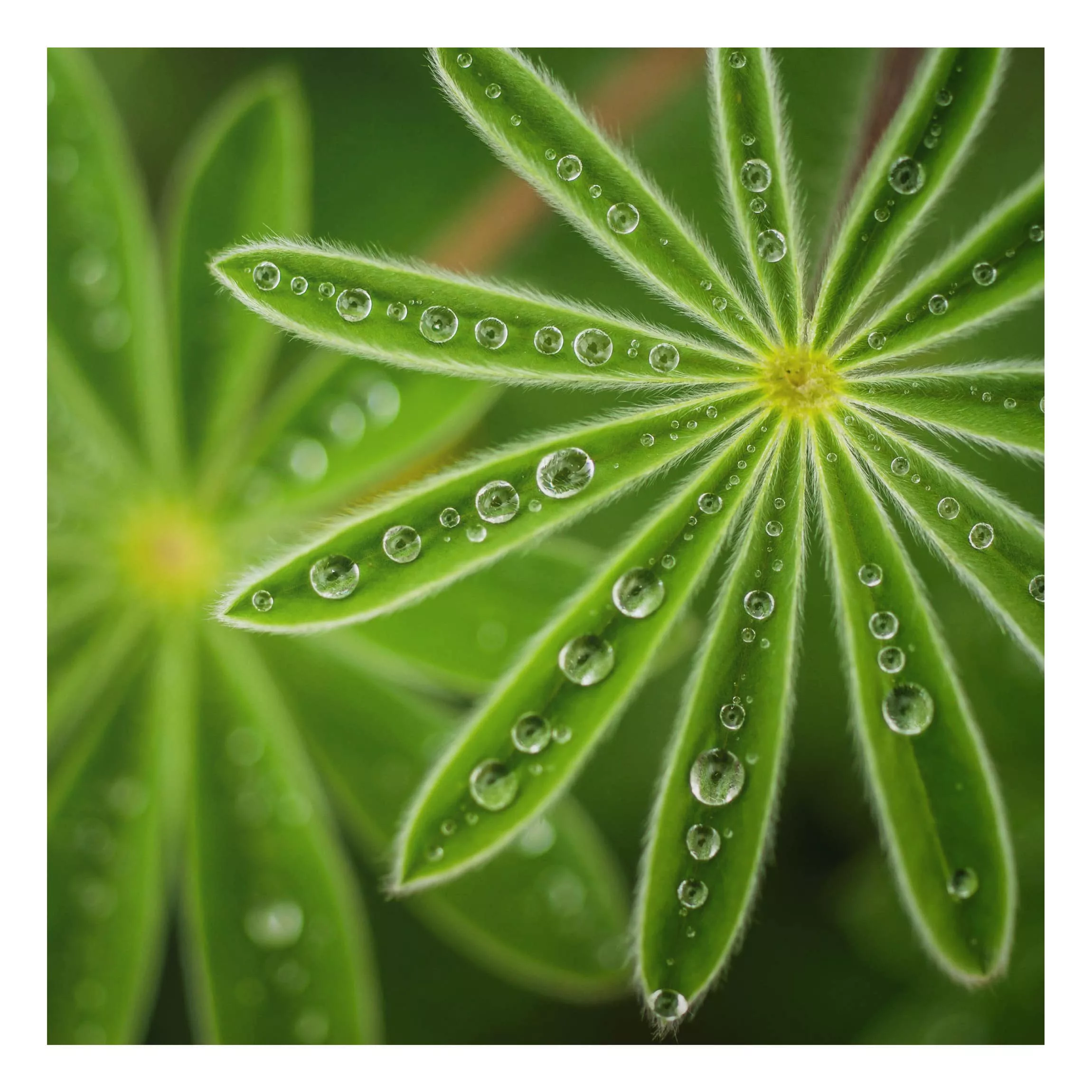 Alu-Dibond Bild Blumen - Quadrat Morgentau auf Lupinenblättern günstig online kaufen