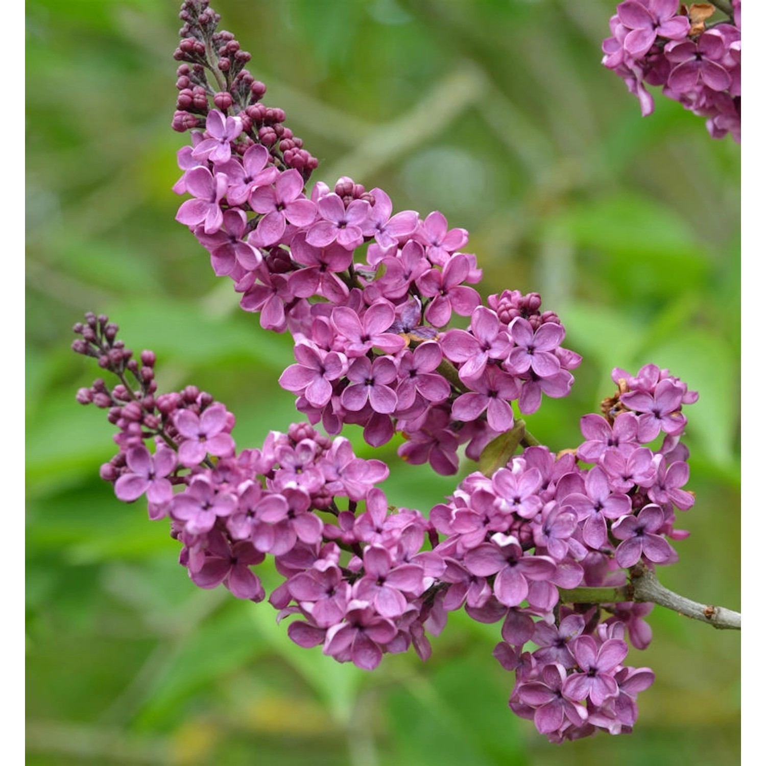 Hochstamm Edelflieder Andenken an Ludwig Späth 40-60cm - Syringa vulgaris günstig online kaufen