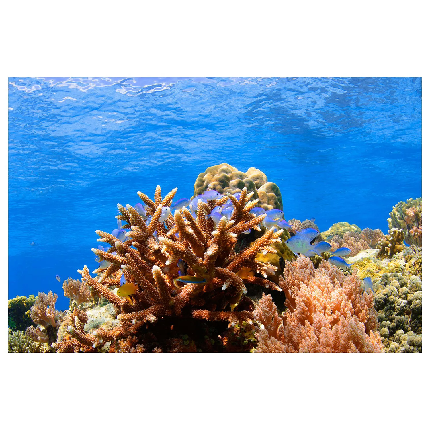 home24 Vliestapete Corals Reef günstig online kaufen