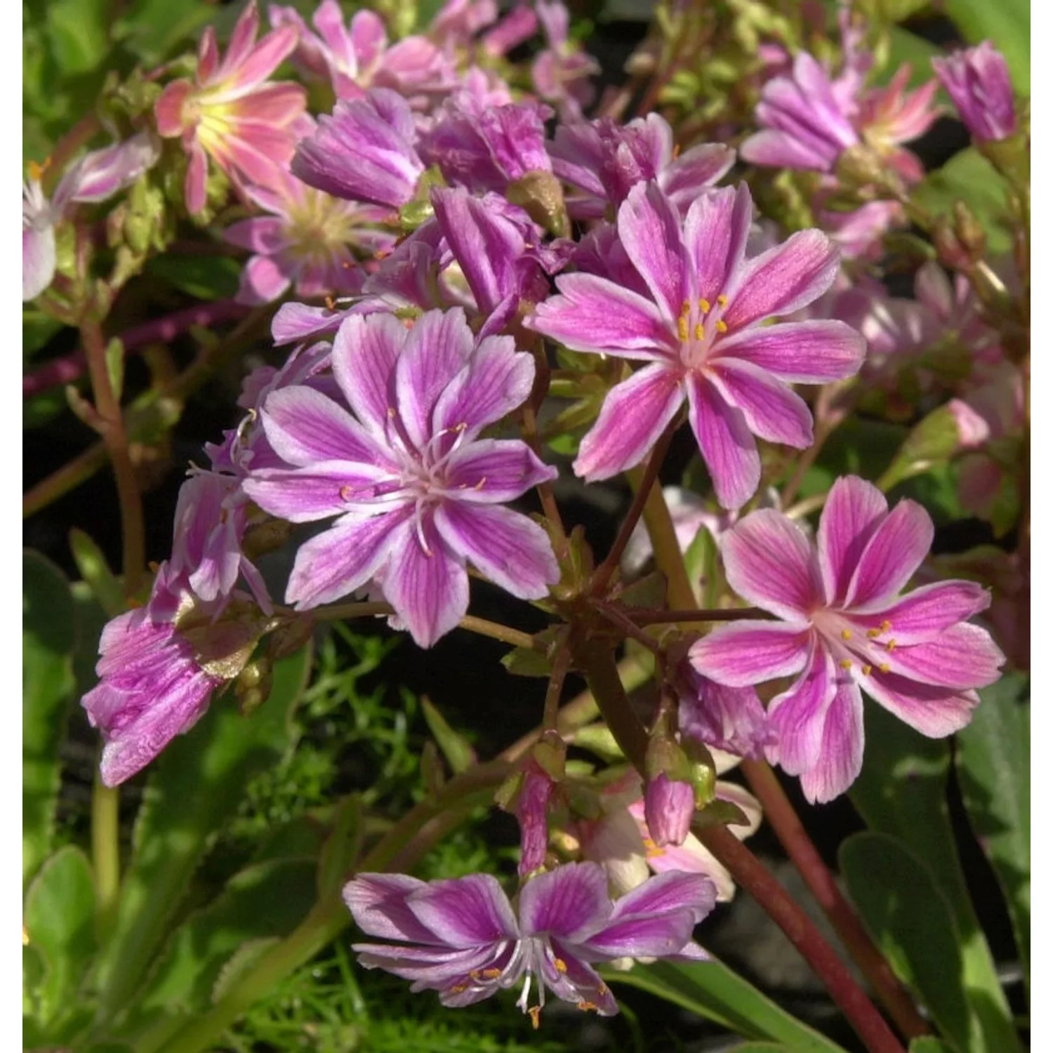 Bitterwurz - Lewisia cotyledon günstig online kaufen