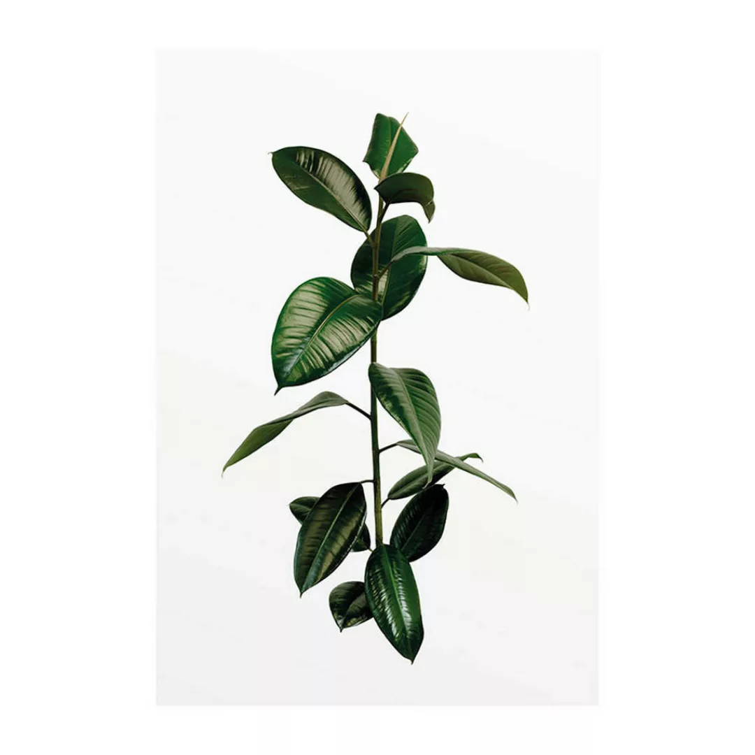 KOMAR Wandbild - Ficus Branch - Größe: 50 x 70 cm mehrfarbig Gr. one size günstig online kaufen