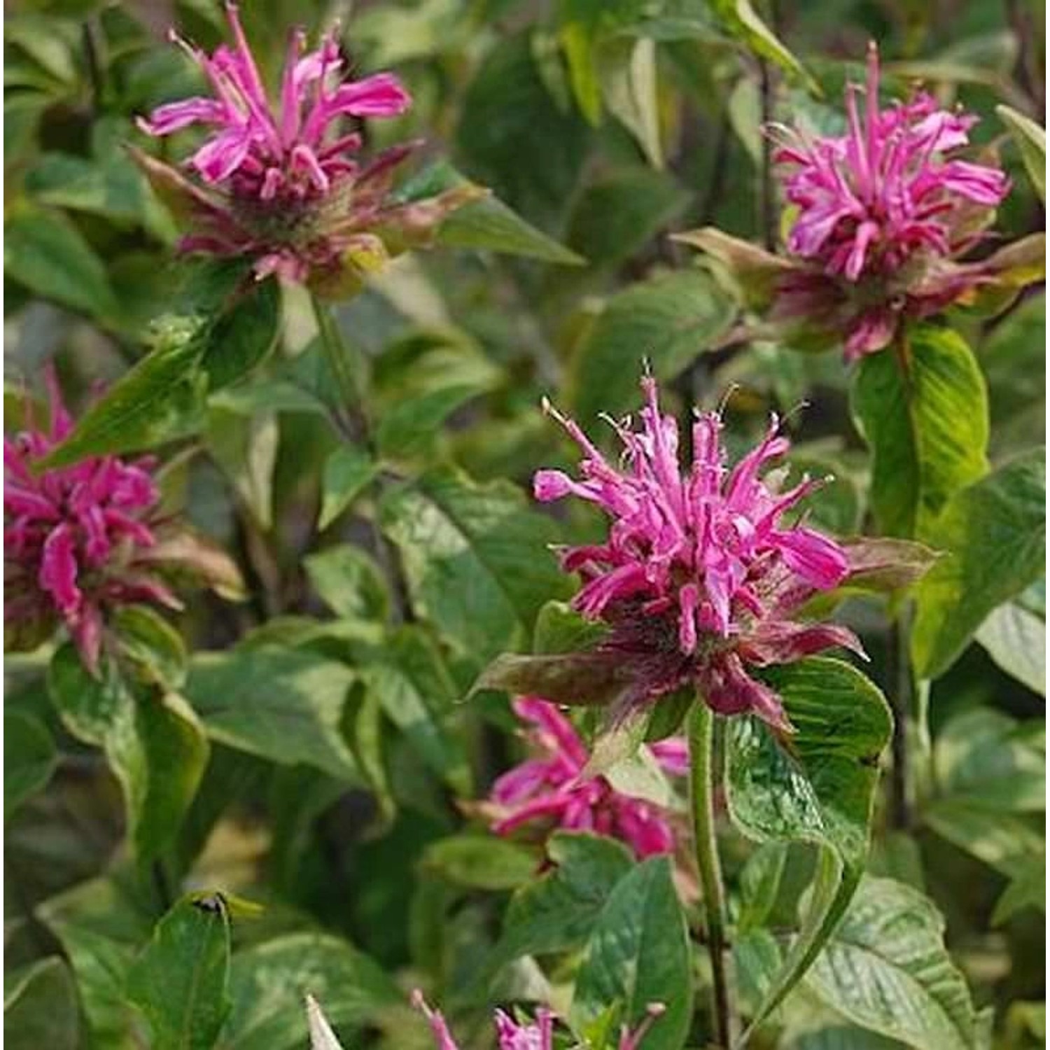 Indianernessel - Monarda didyma günstig online kaufen