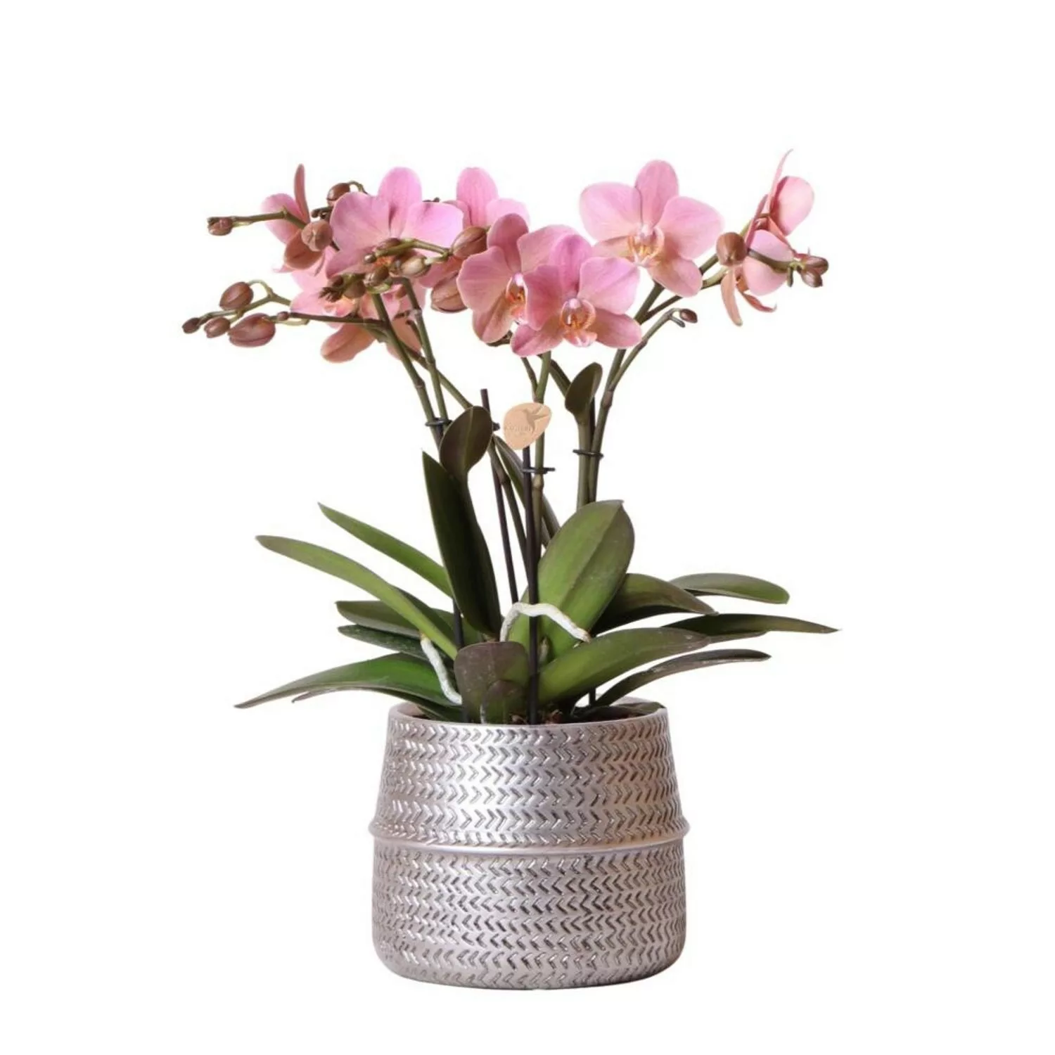 Kolibri Orchids Rosa Phalaenopsis Orchidee Treviso im Groove Topf Silber To günstig online kaufen