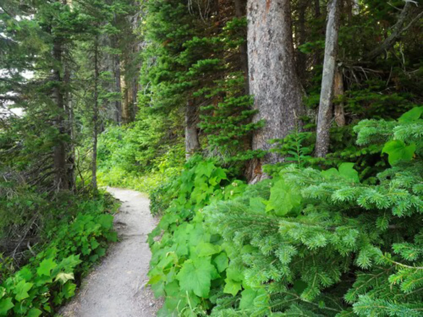 Papermoon Fototapete »WALD IN KANADA-BAUM FICHTE NATUR PFLANZE SONNE WEG SE günstig online kaufen