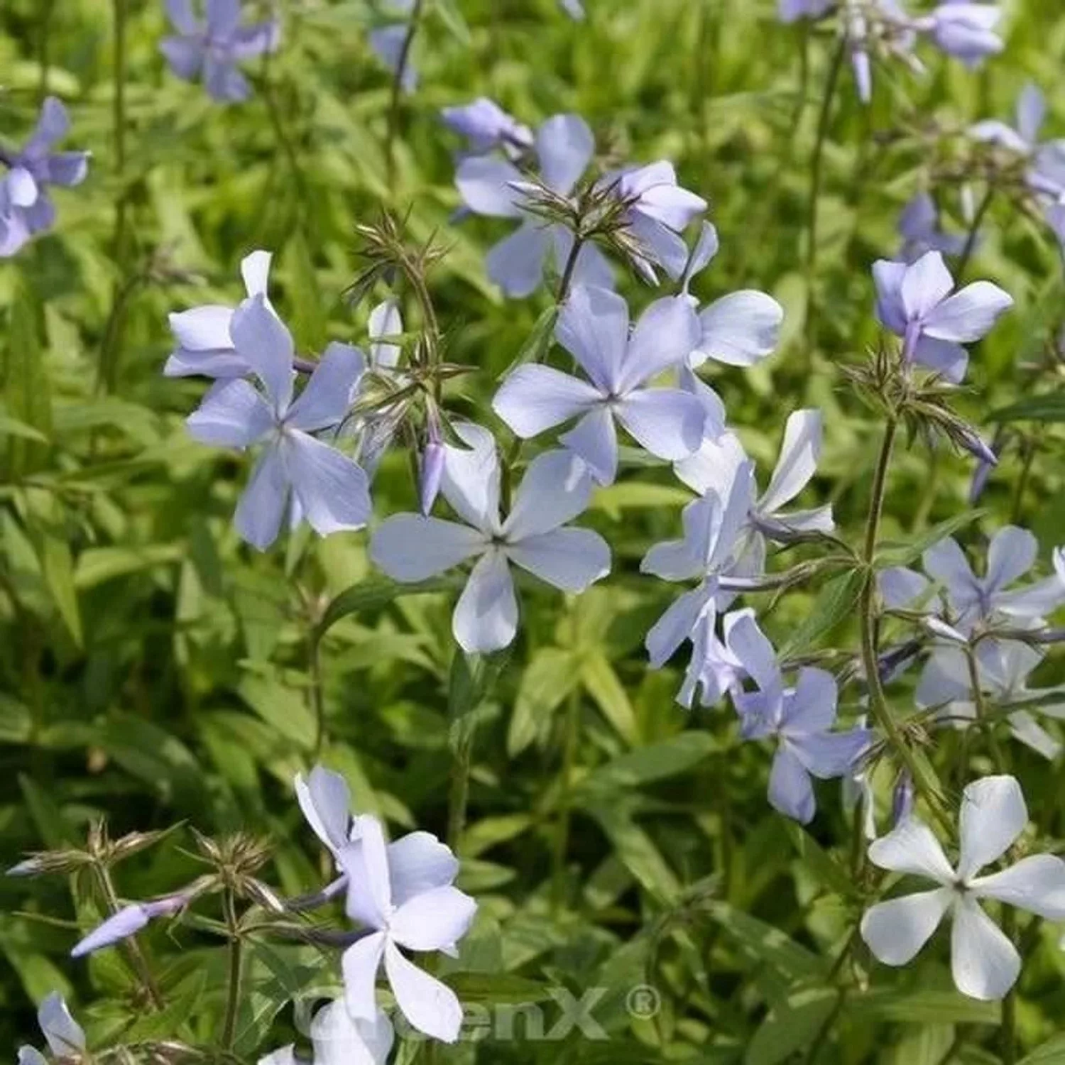 Niedrige Flammenblume - Phlox divaricata günstig online kaufen