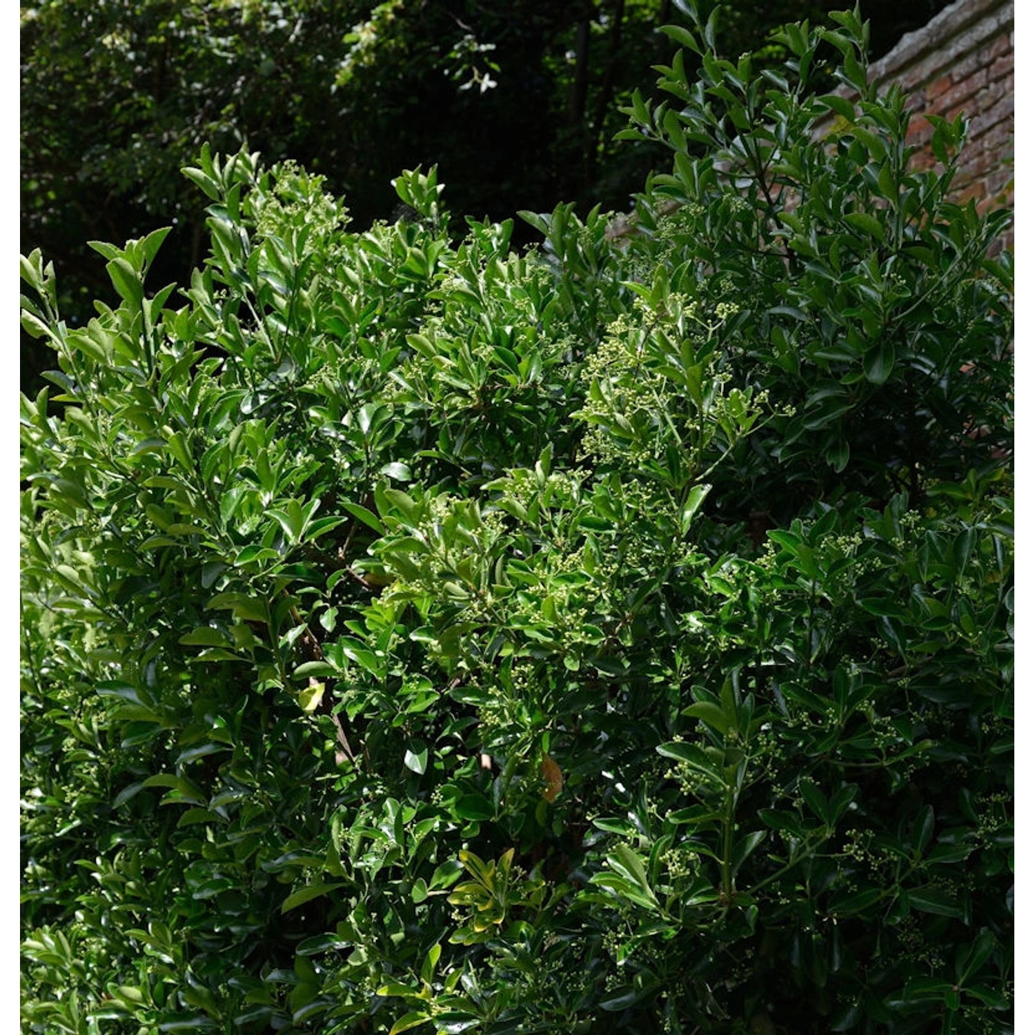 Japanischer Spindelstrauch 100-125cm - Euonymus japonicus günstig online kaufen