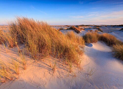 Papermoon Fototapete »Dunes Grass« günstig online kaufen