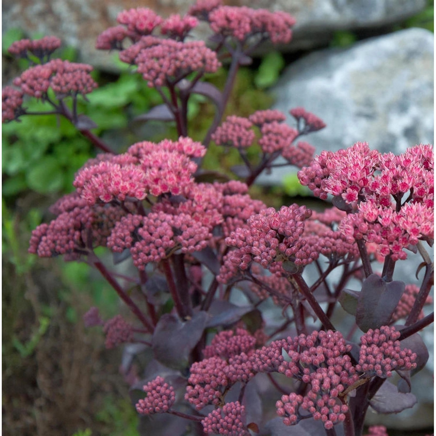 Große Fetthenne Xenox - Sedum telephium günstig online kaufen