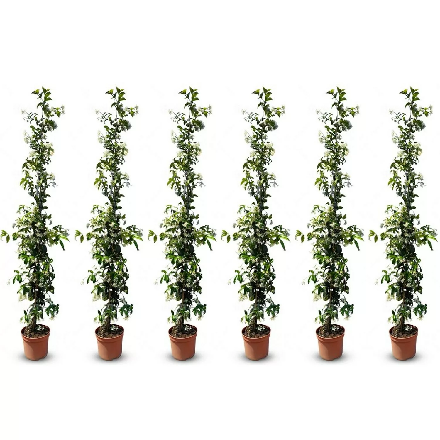 Sunny-Tree Toskanischer Jasmin 6 Stück Kletterpflanze und Außenpflanze  Wid günstig online kaufen