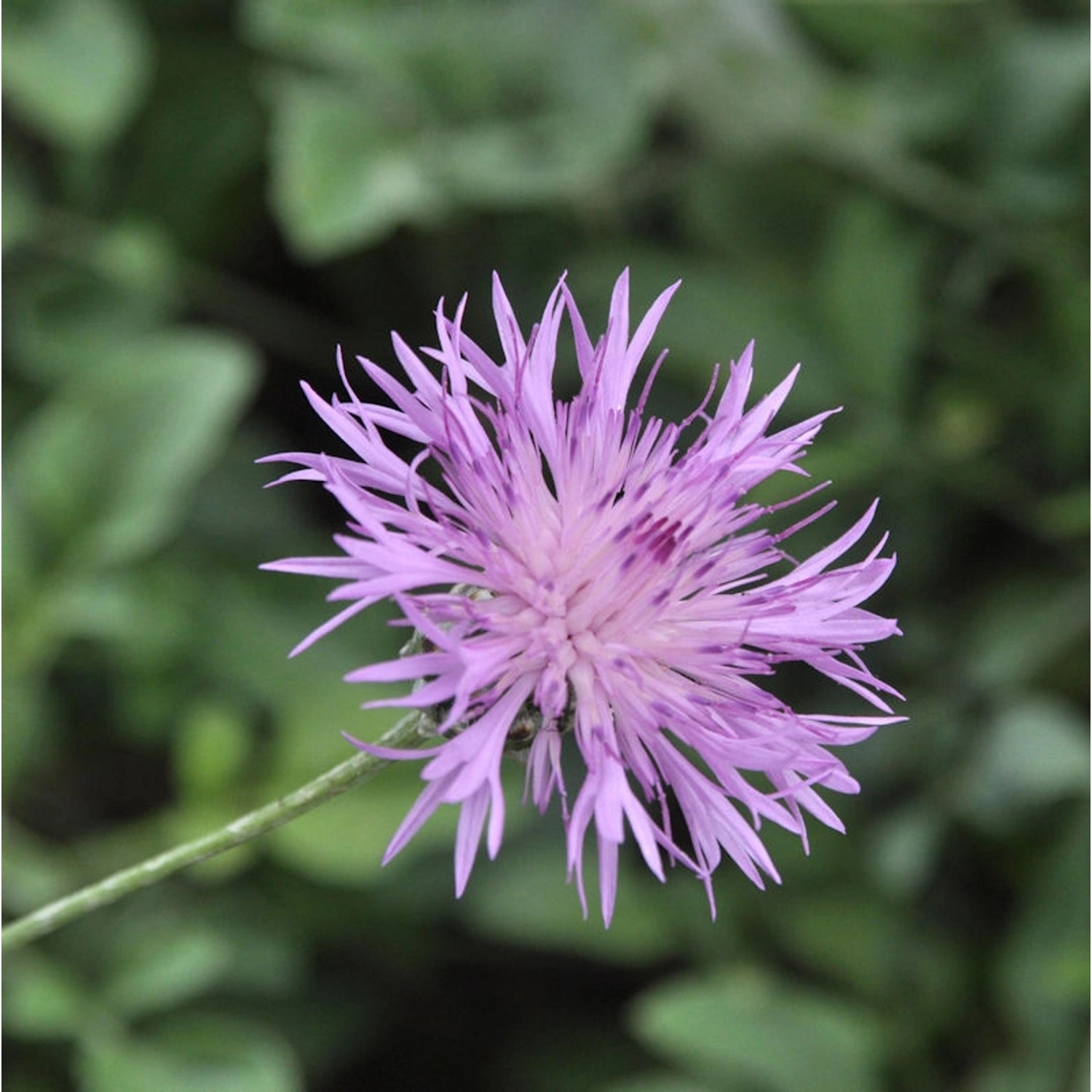 Einfache Kissen-Flockenblume - Centaurea simplicicaulis günstig online kaufen