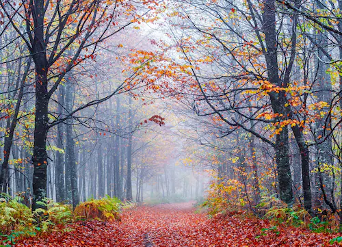 Papermoon Fototapete »Foggy Autumn Forest Road« günstig online kaufen