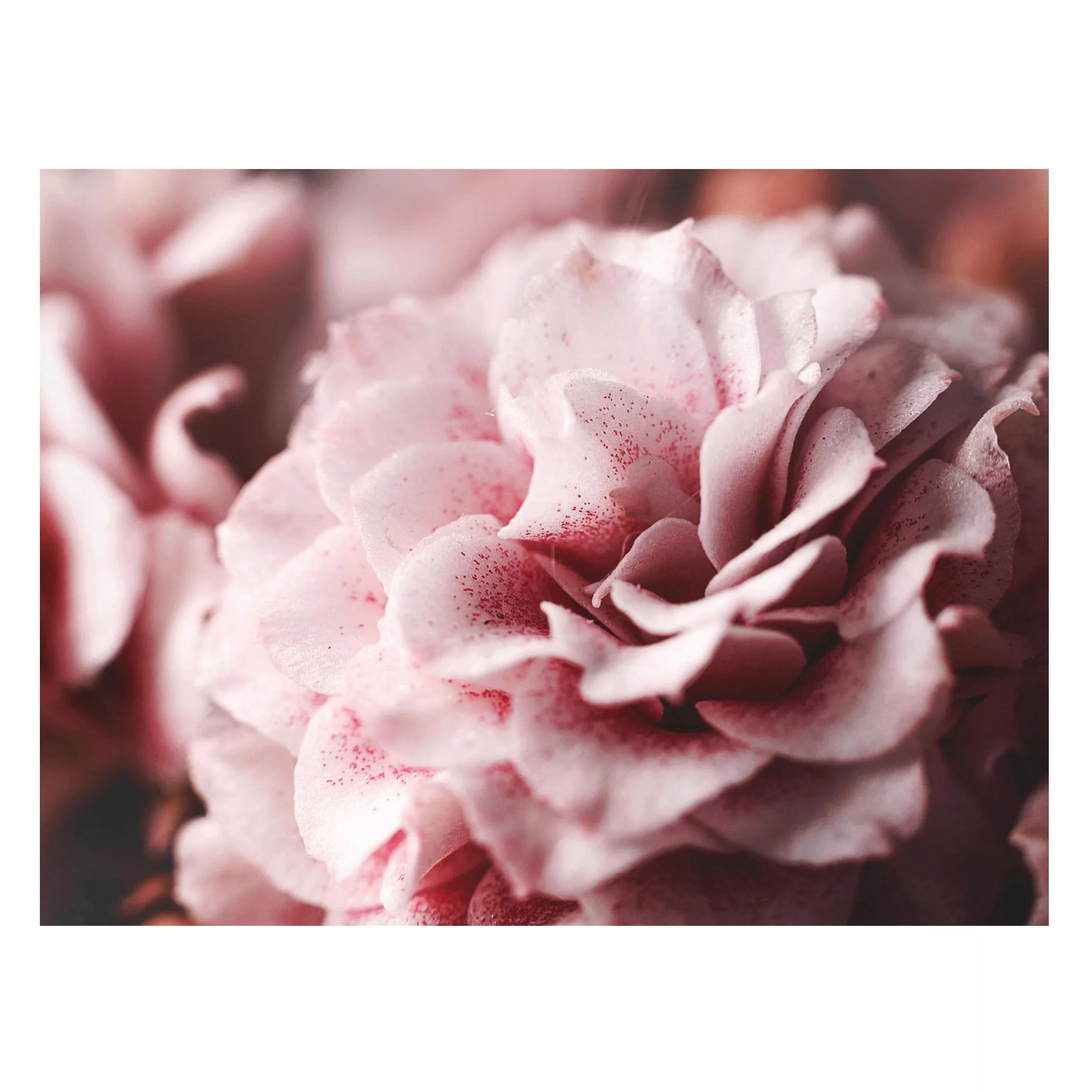 Magnettafel Blumen - Querformat 4:3 Shabby Rosa Rose Pastell günstig online kaufen