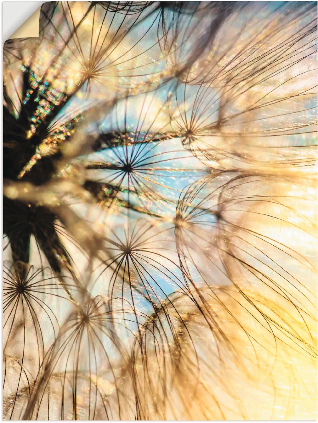 Artland Wandbild »Pusteblume Poesie«, Blumen, (1 St.), als Leinwandbild, Po günstig online kaufen
