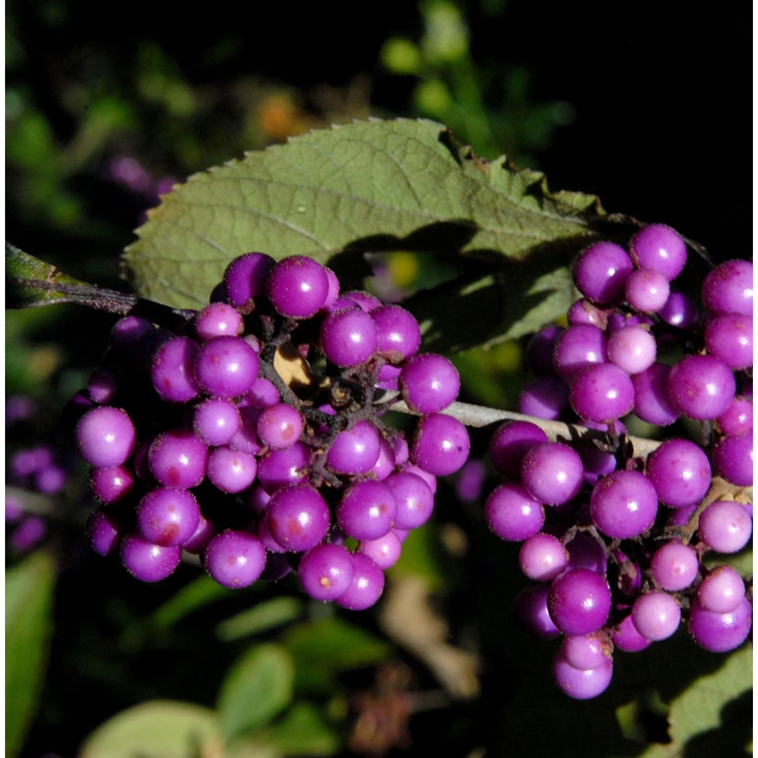 Liebesperlenstrauch Schönfrucht Imperial Pearl 30-40cm - Callicarpa bodinie günstig online kaufen