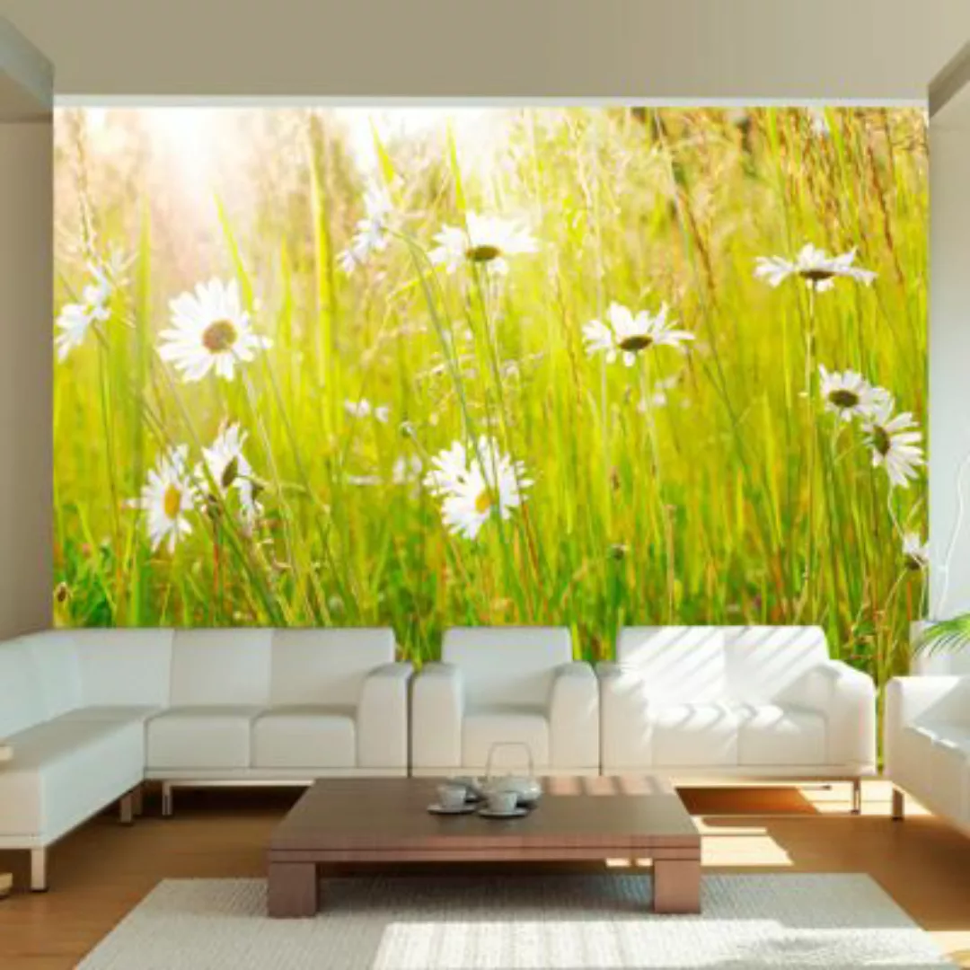artgeist Fototapete Frühlingsweide mit Gänseblümchen mehrfarbig Gr. 250 x 1 günstig online kaufen