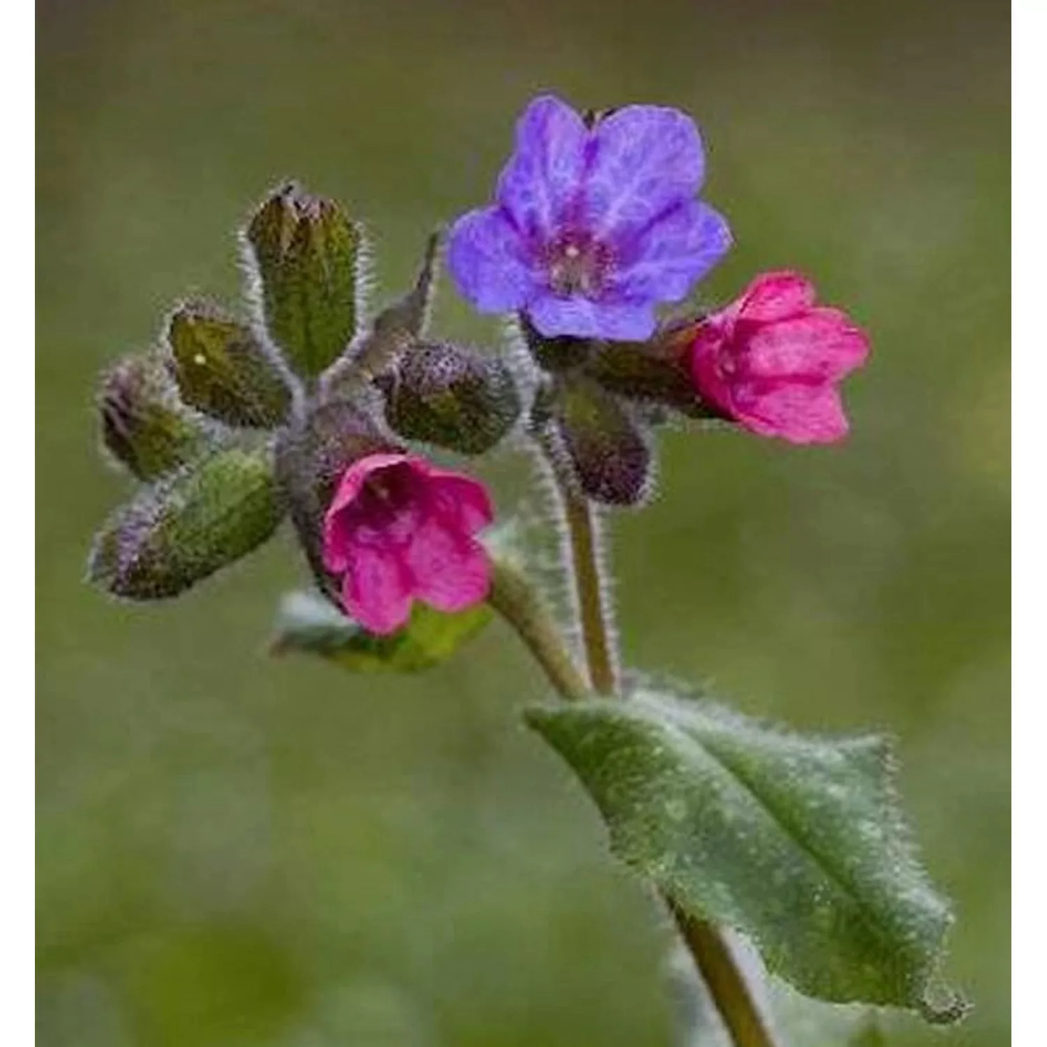 Weiches Lungenkraut - Pulmonaria mollissima günstig online kaufen