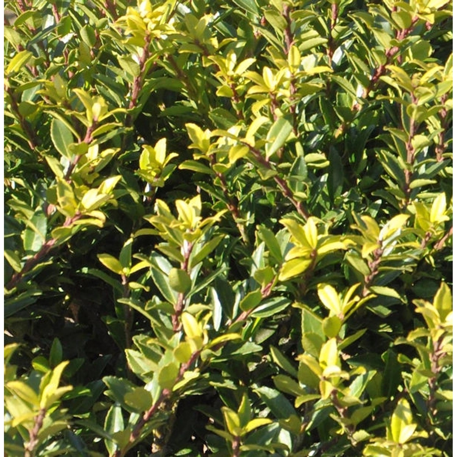 Hochstamm Japanische Stechpalme Ilex Twiggy 40-60cm - Ilex crenata Twiggy günstig online kaufen