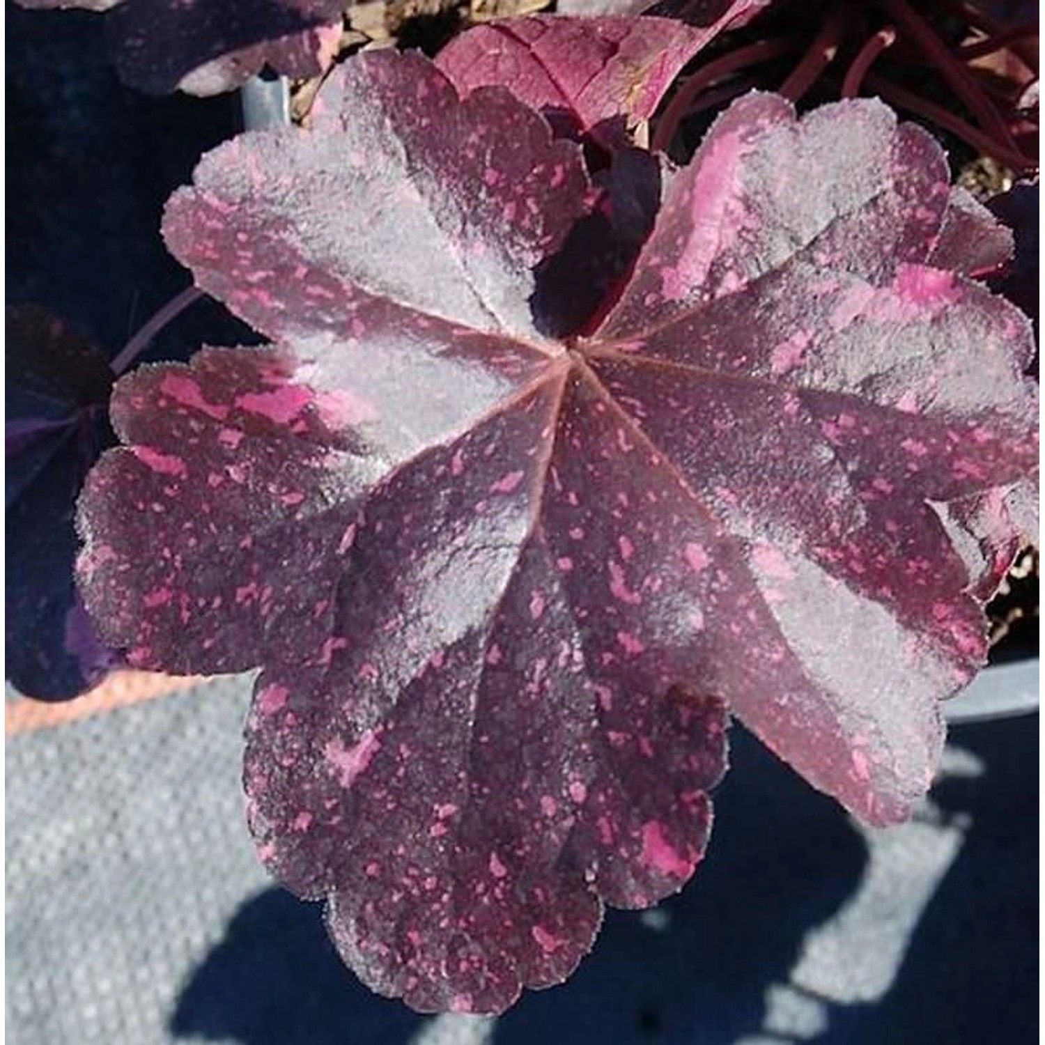 Purpurglöckchen Midnight Rose - Heuchera micrantha günstig online kaufen