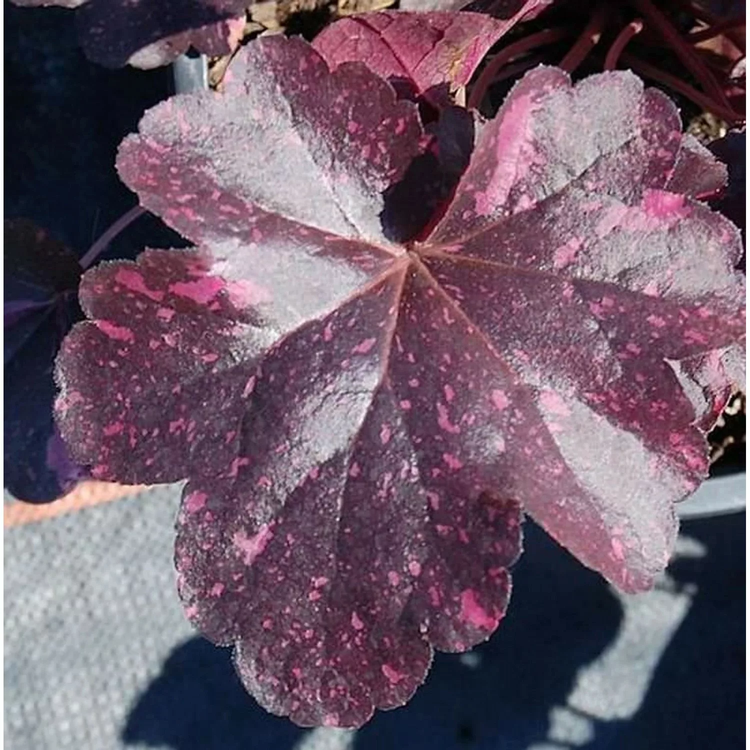 Purpurglöckchen Midnight Rose - Heuchera micrantha günstig online kaufen