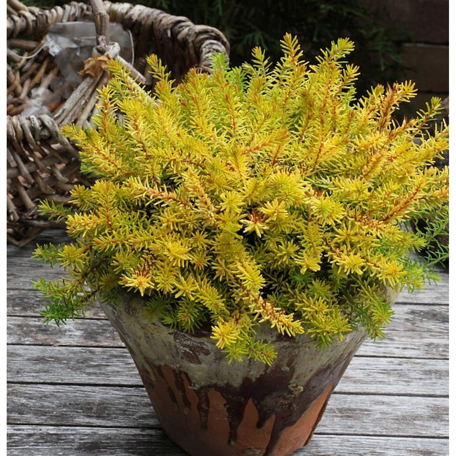 10x Winterheide Antje - Erica carnea günstig online kaufen