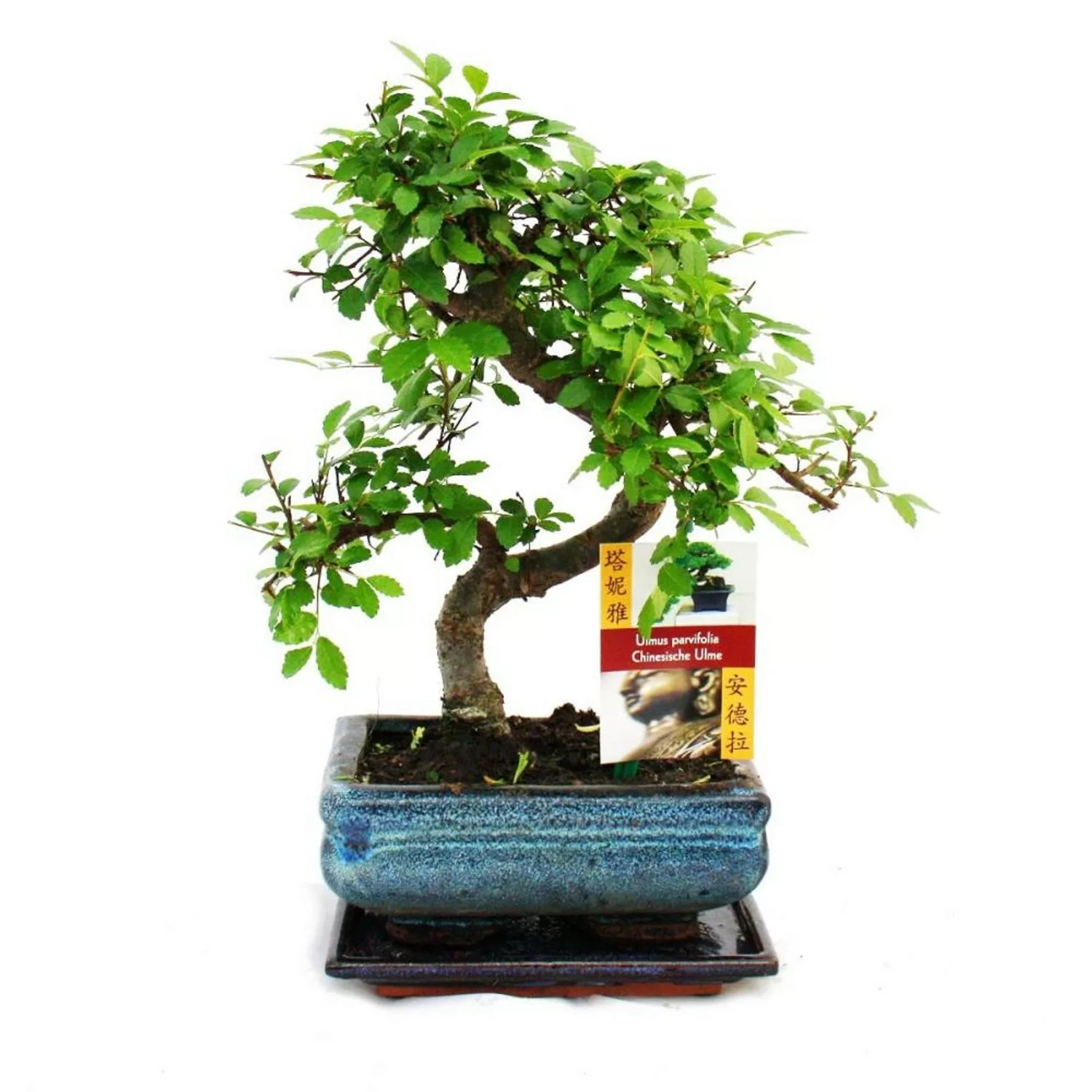 Exotenherz Bonsai Chinesische Ulme Ulmus Parviflora ca. 6 Jahre günstig online kaufen