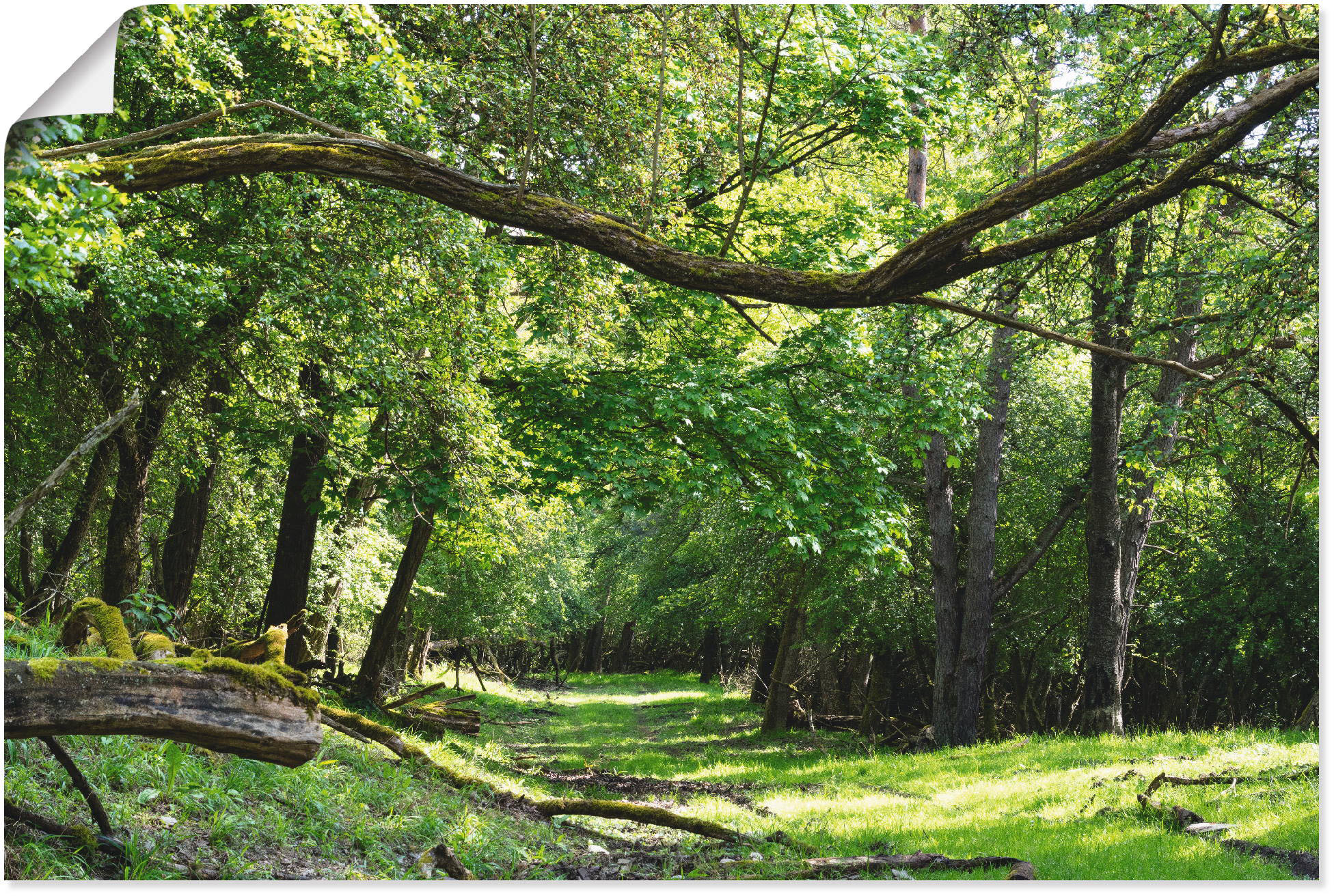 Artland Wandbild "Auf grünem Weg durch den grünen Wald", Wald, (1 St.), als günstig online kaufen