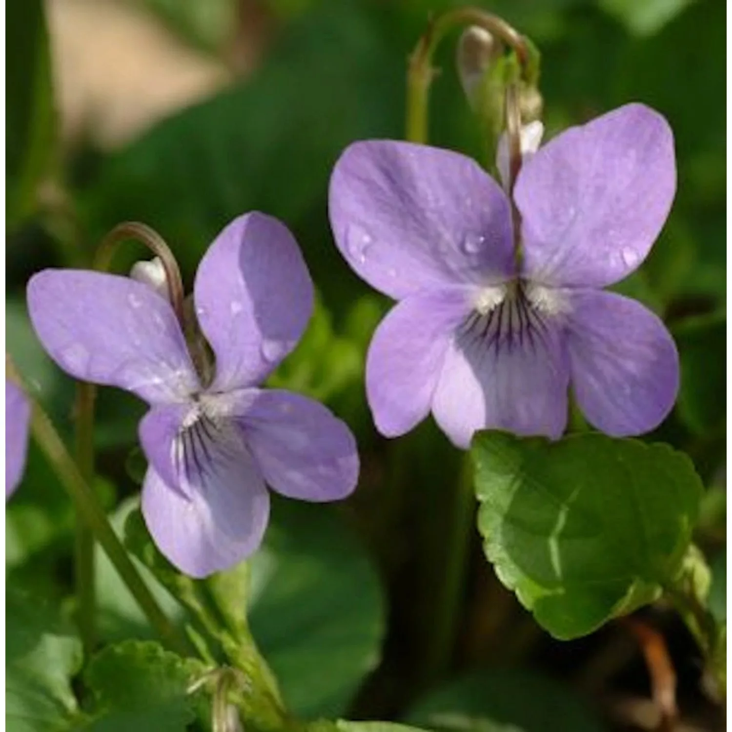 Hain Veilchen - Viola riviniana günstig online kaufen