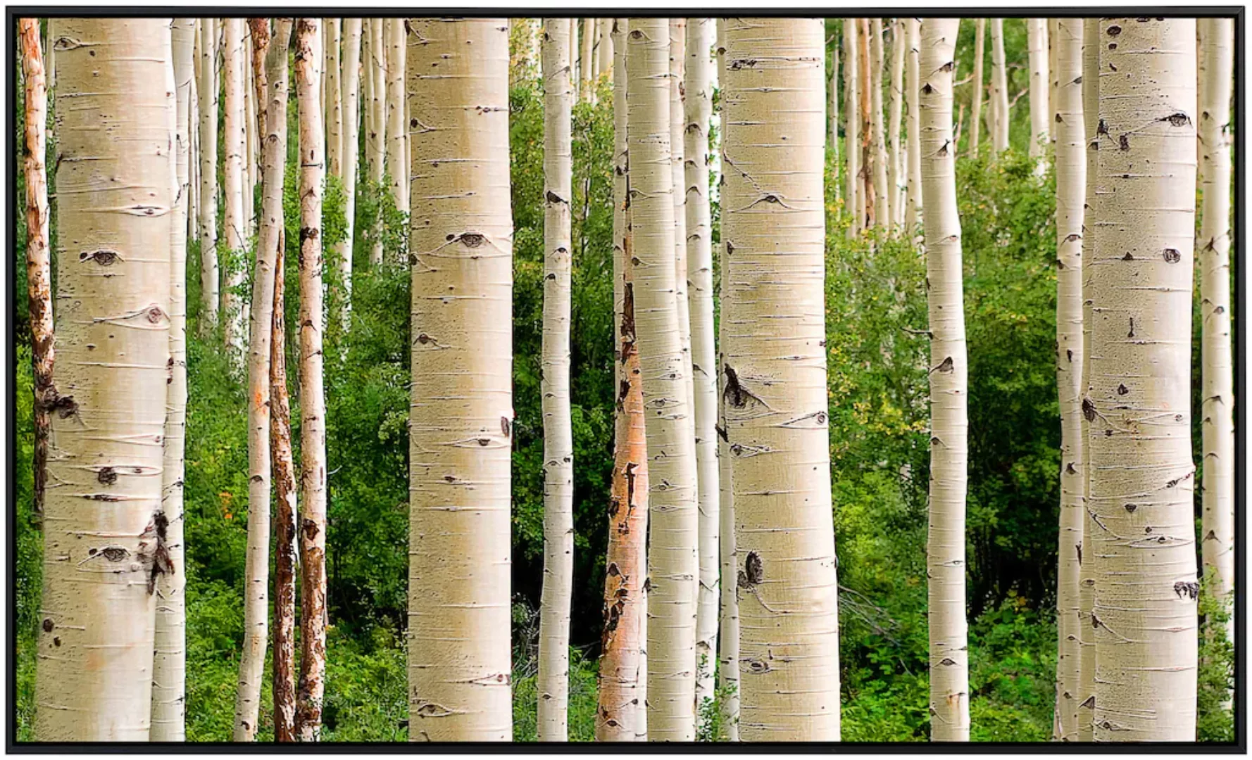 Papermoon Infrarotheizung »Aspen Woods im Sommer«, sehr angenehme Strahlung günstig online kaufen