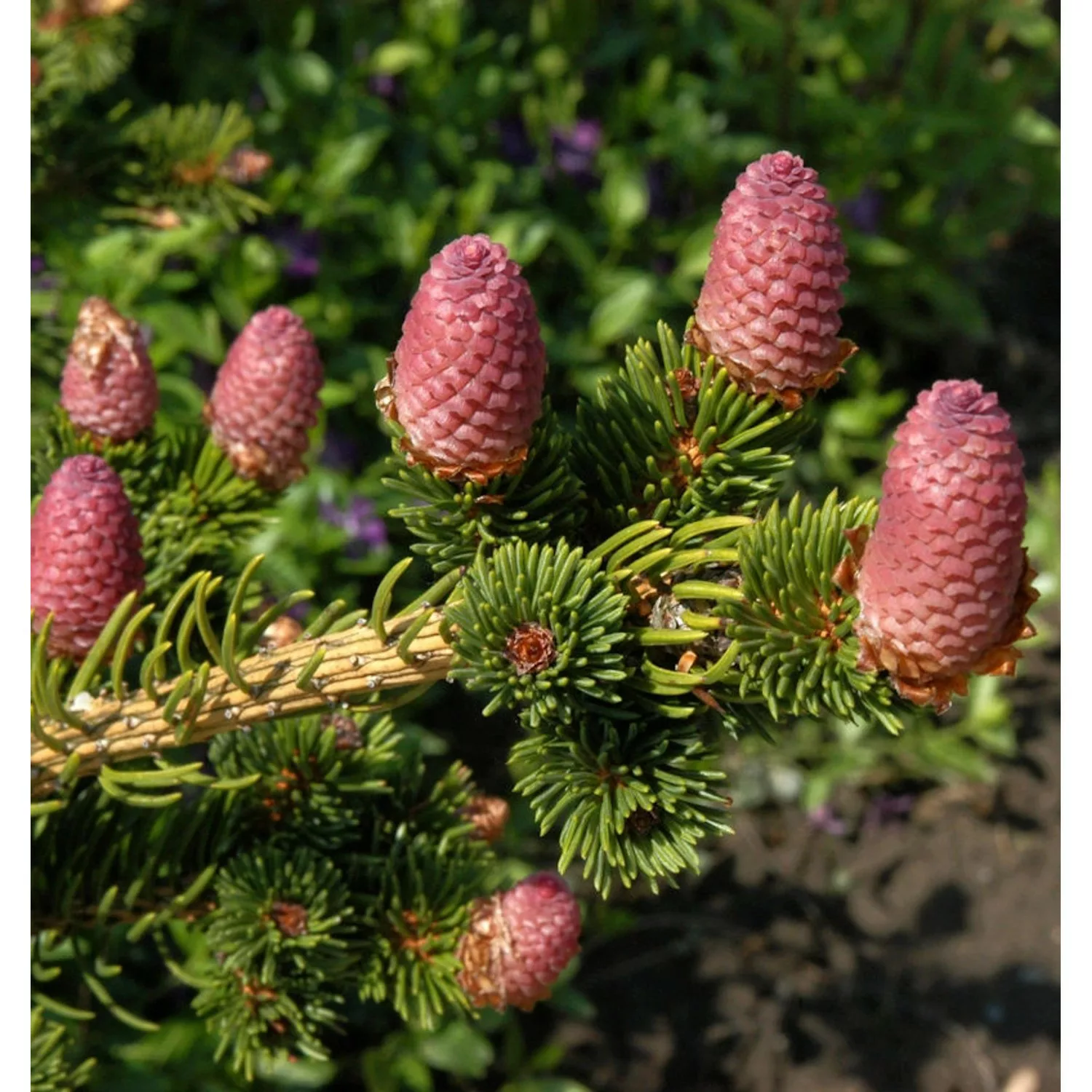Zapfenfichte Lucky Strike 20-25cm - Picea pungens günstig online kaufen