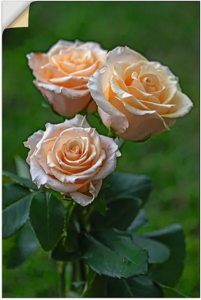 Artland Wandfolie »wunderschöne Rosen«, Blumenbilder, (1 St.), selbstkleben günstig online kaufen