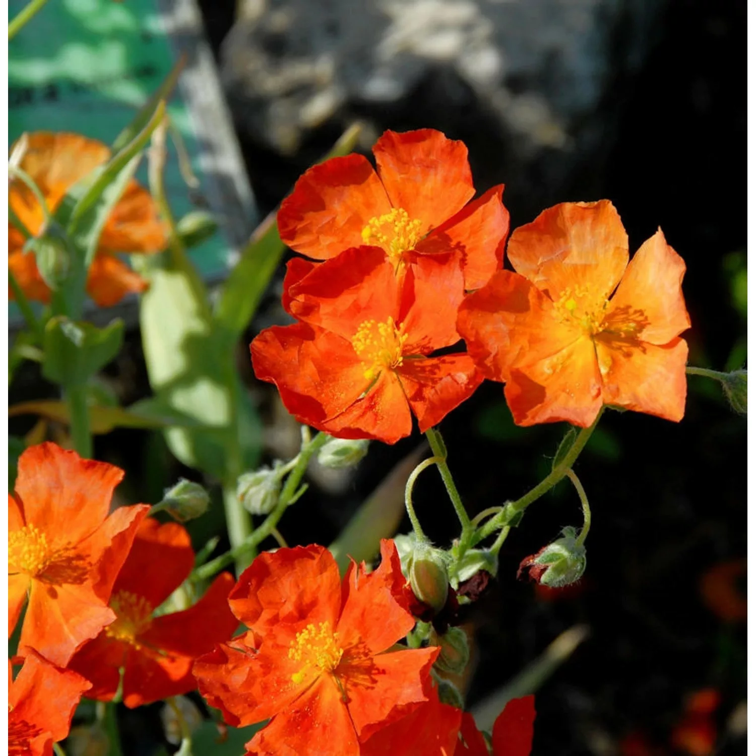 Sonnenröschen Orange Double - Helianthemum cultorum günstig online kaufen