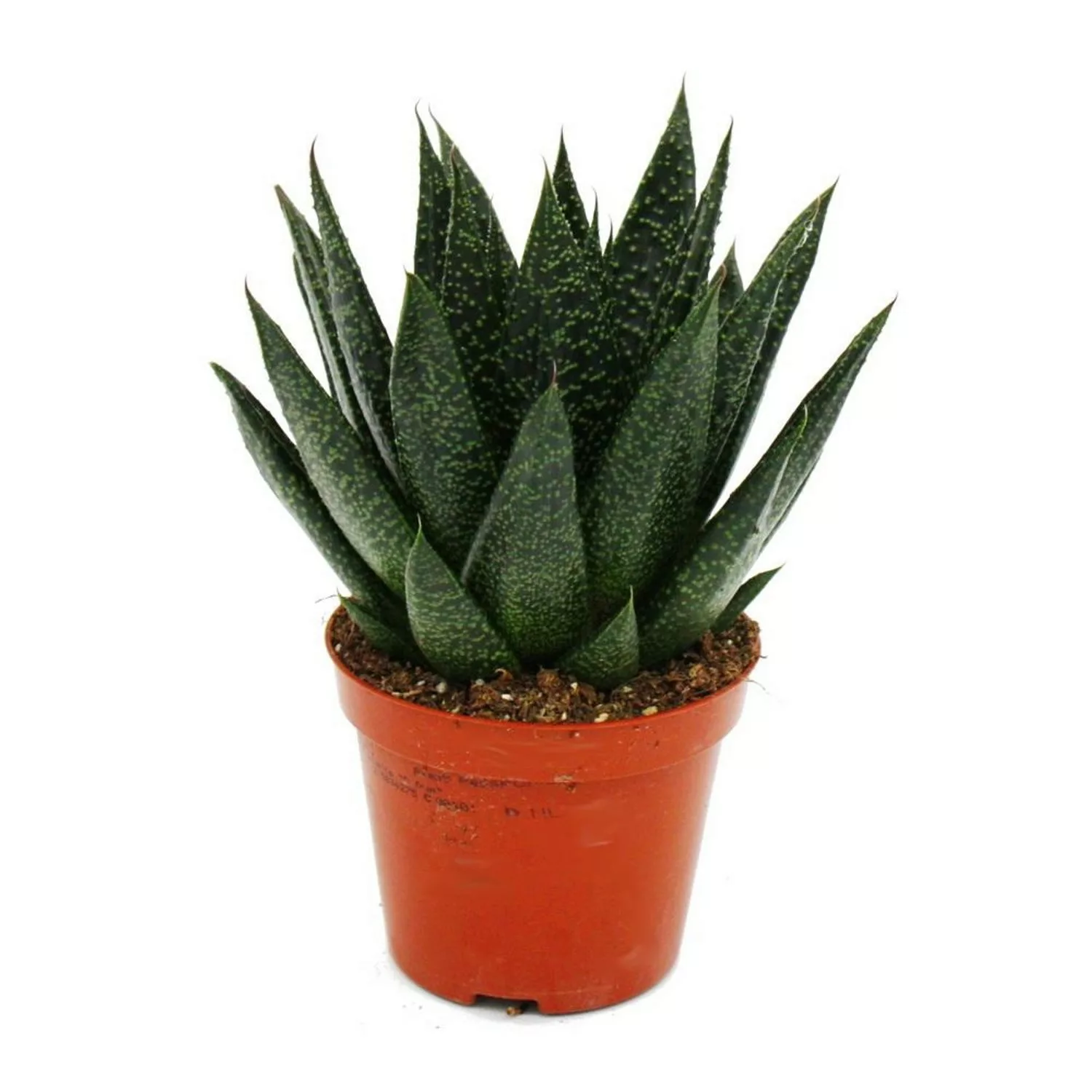 Exotenherz Sukkulente Gasteria D Due Gasterie 8,5cm Topf günstig online kaufen