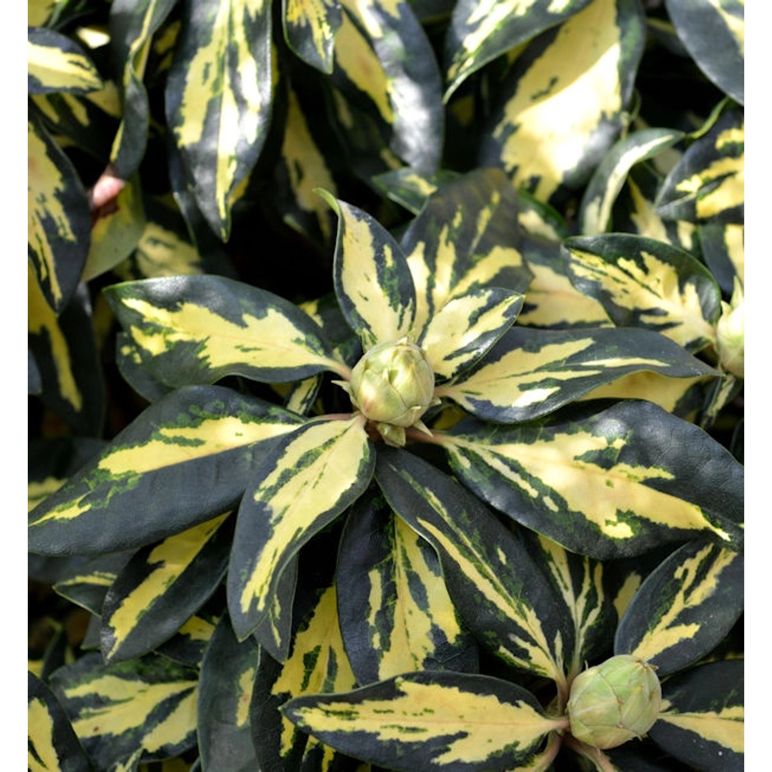 Großblumige Rhododendron Blattgold 30-40cm - Alpenrose günstig online kaufen