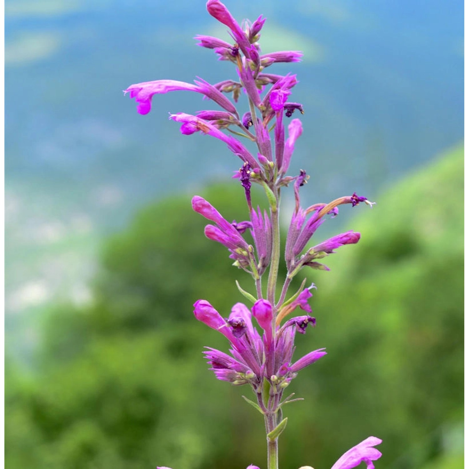 Mexikanische Agastache - Agastache mexicana günstig online kaufen