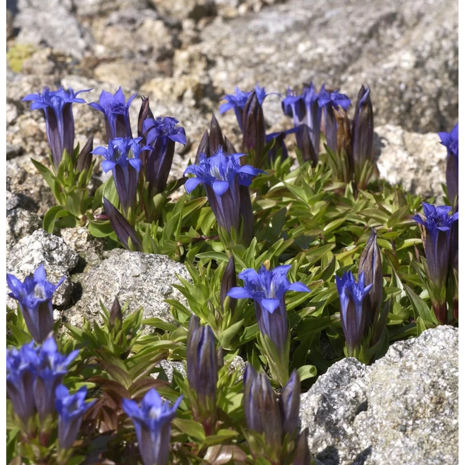 Sommerenzian - Gentiana septemfida günstig online kaufen