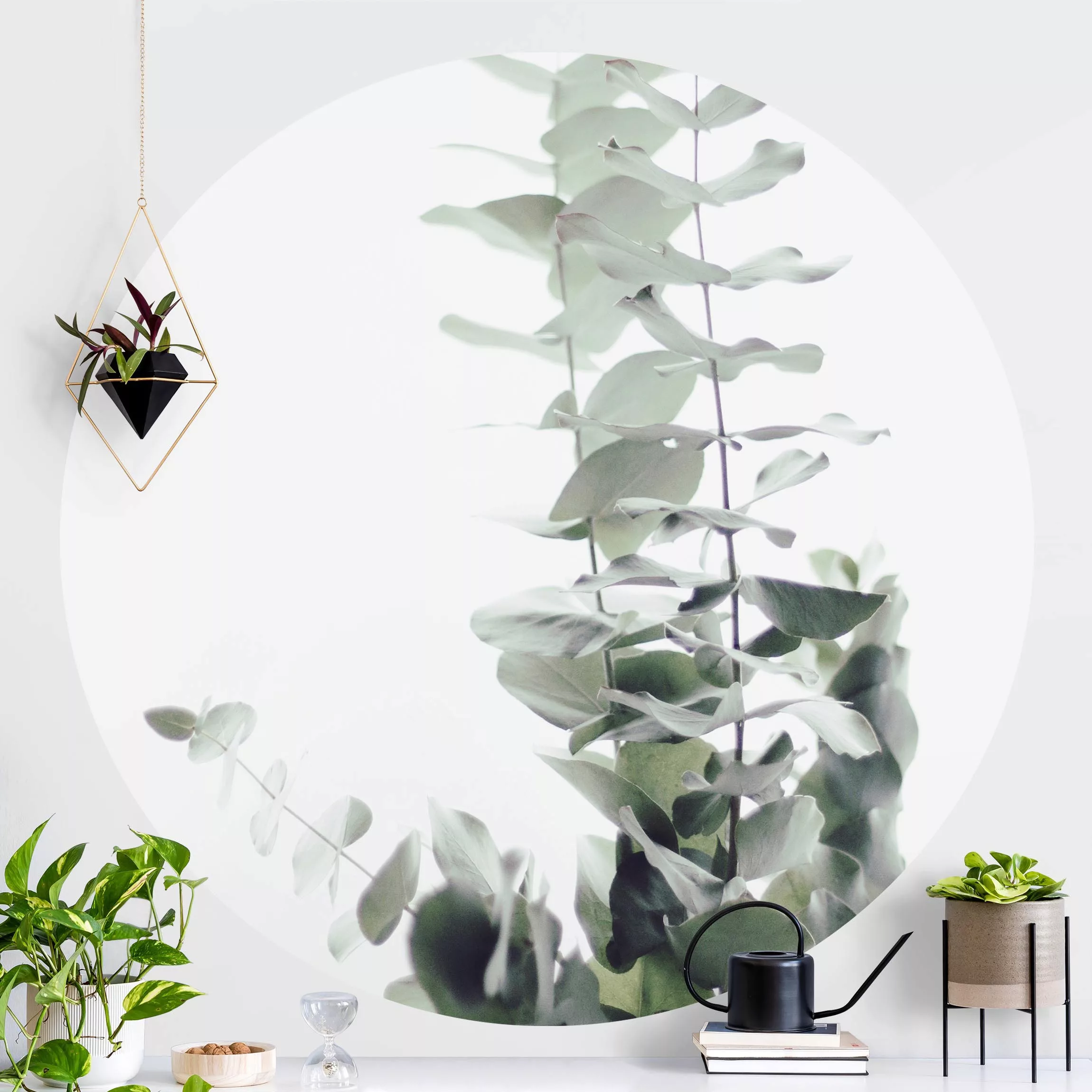 Runde Fototapete selbstklebend Eukalyptus im Weißen Licht günstig online kaufen