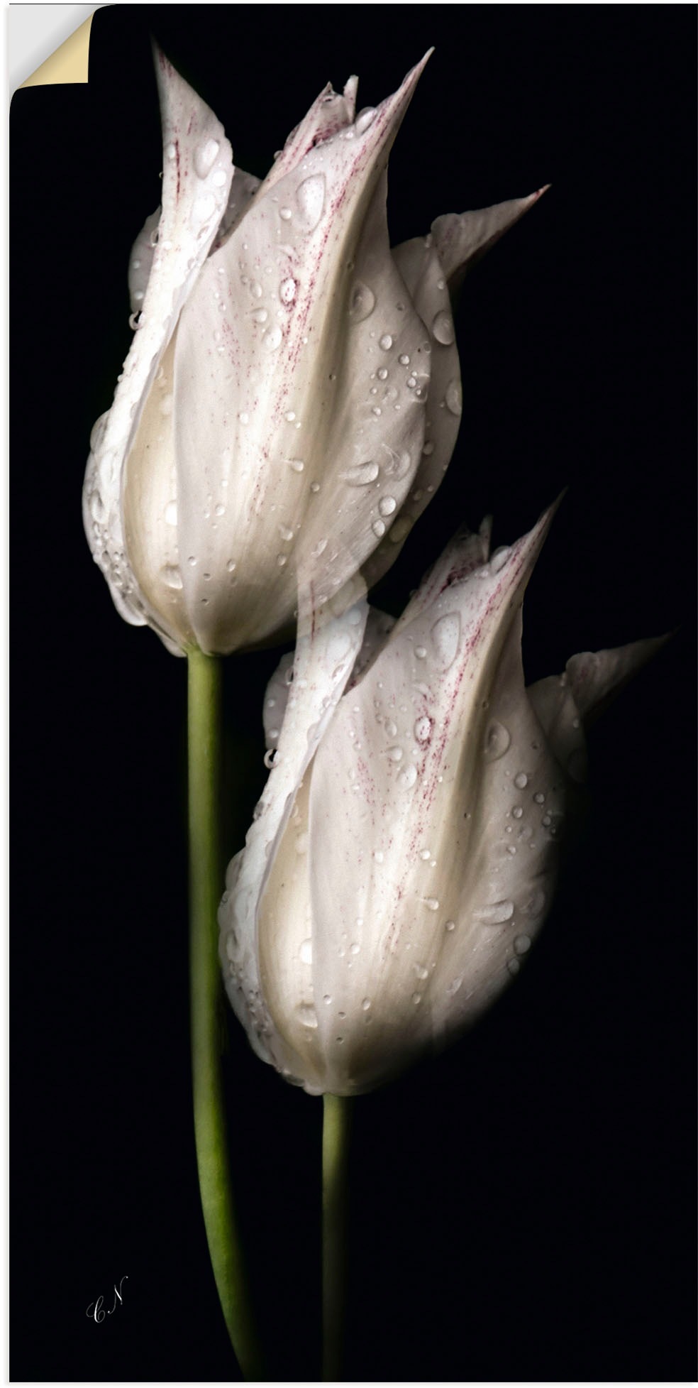 Artland Wandbild "Weiße Tulpen in der Nacht", Blumenbilder, (1 St.), als Al günstig online kaufen
