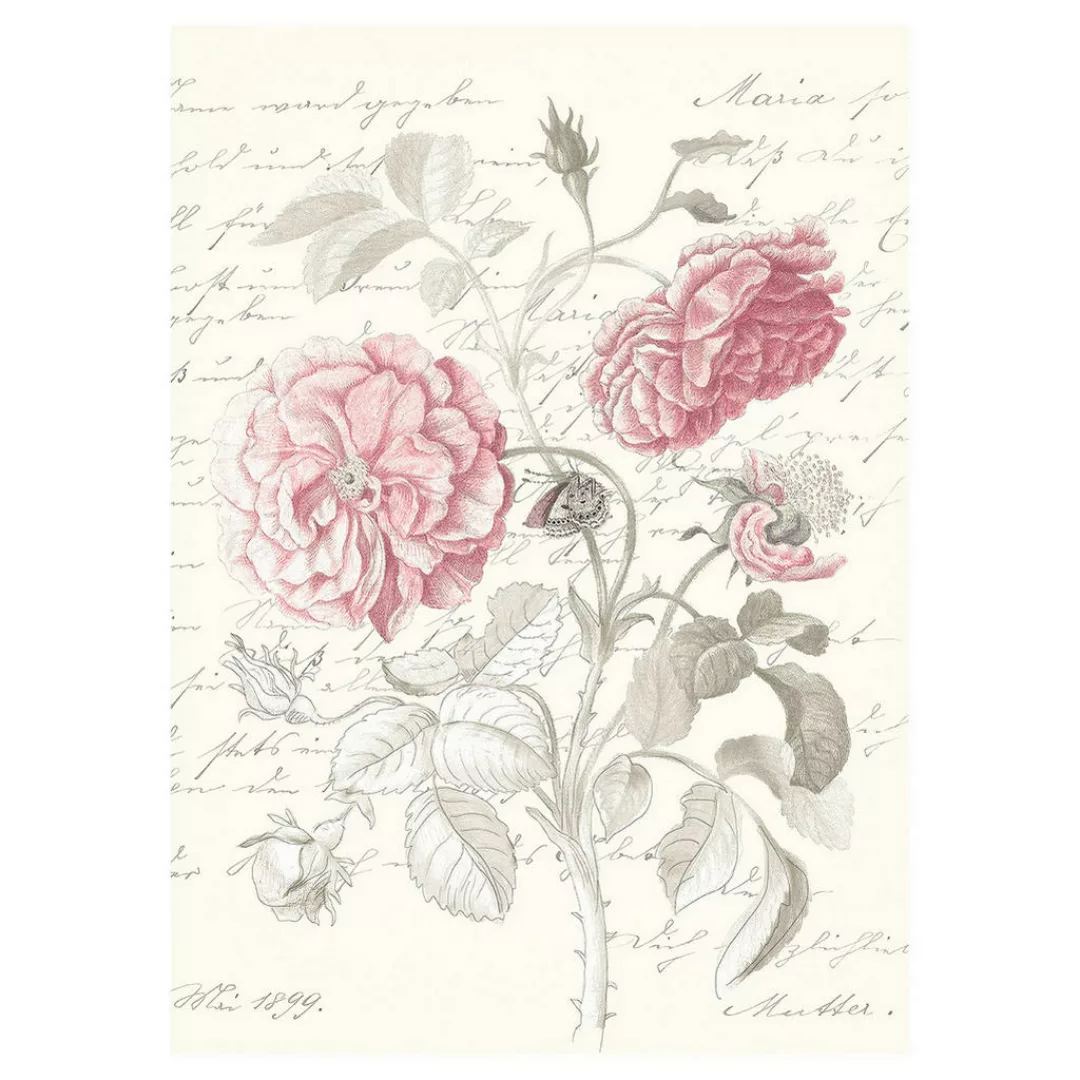 Komar Bild "Poème Rose", Natur, (1 St.), Wandbild zur Dekoration - ohne Rah günstig online kaufen