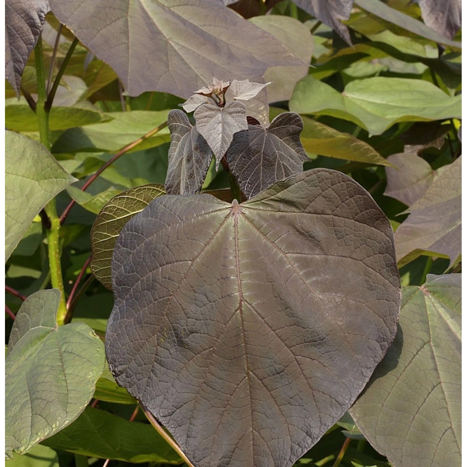 Trompetenbaum Purpurea 80-100cm - Catalpa erubescens günstig online kaufen