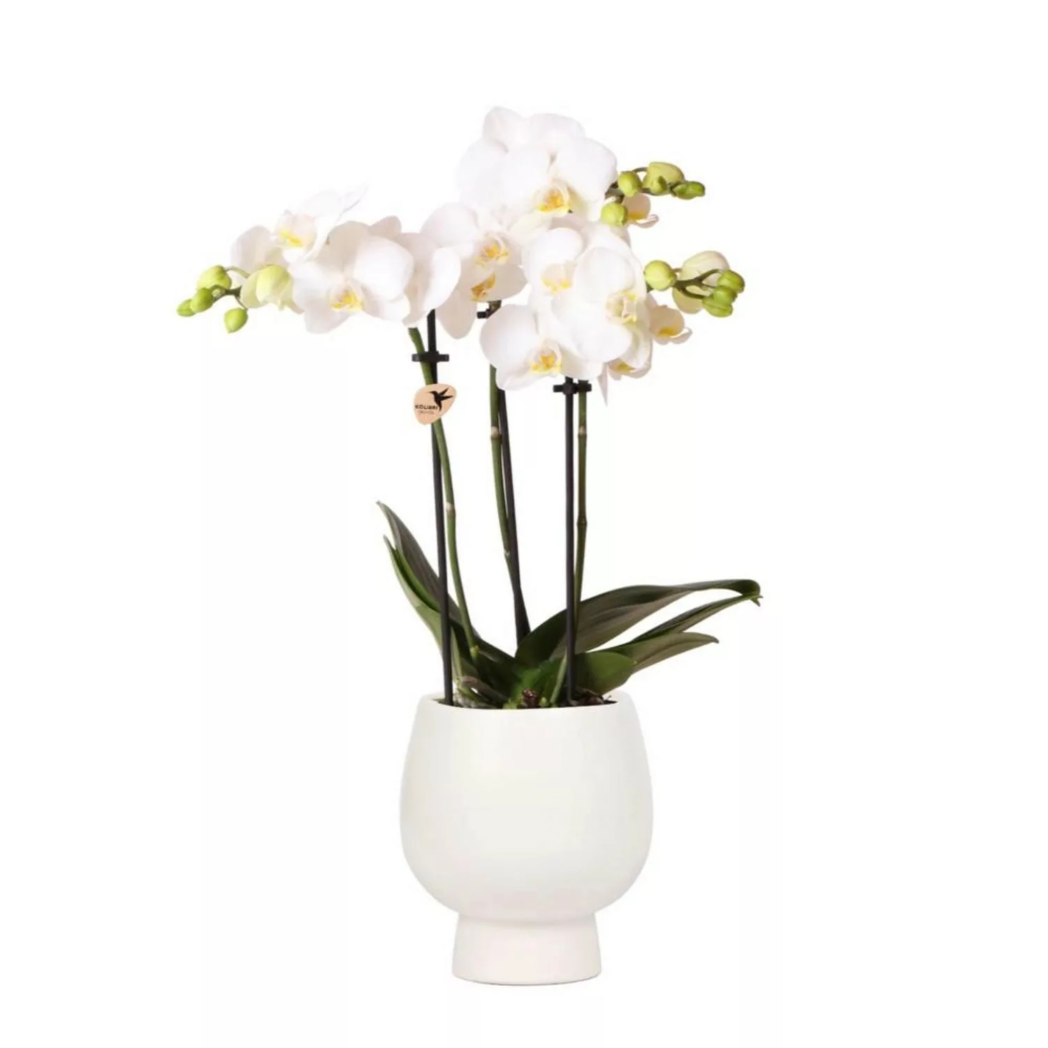 Kolibri Orchids Weiße Phalaenopsis Orchidee Amabilis & Scandic Ziertopf Wei günstig online kaufen