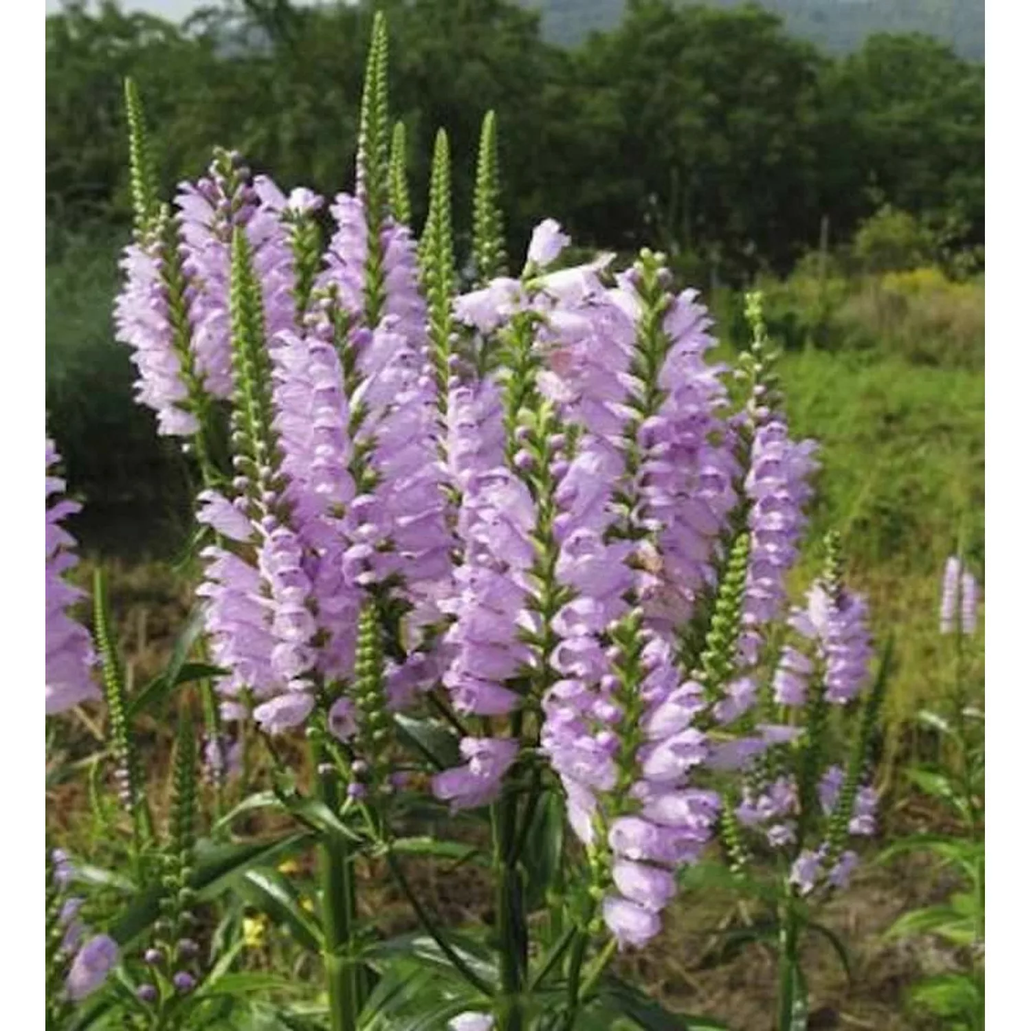 Gelenkblume Red Beauty - Physostegia virginiana günstig online kaufen