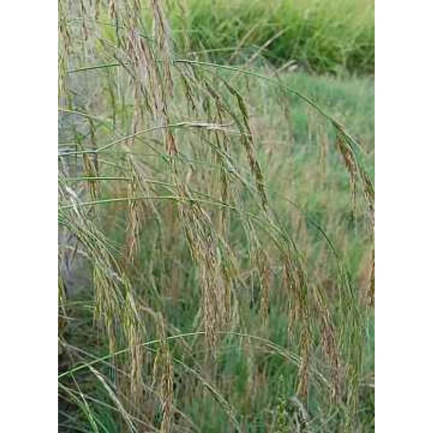 Riesenschwingel - Festuca gigantea günstig online kaufen